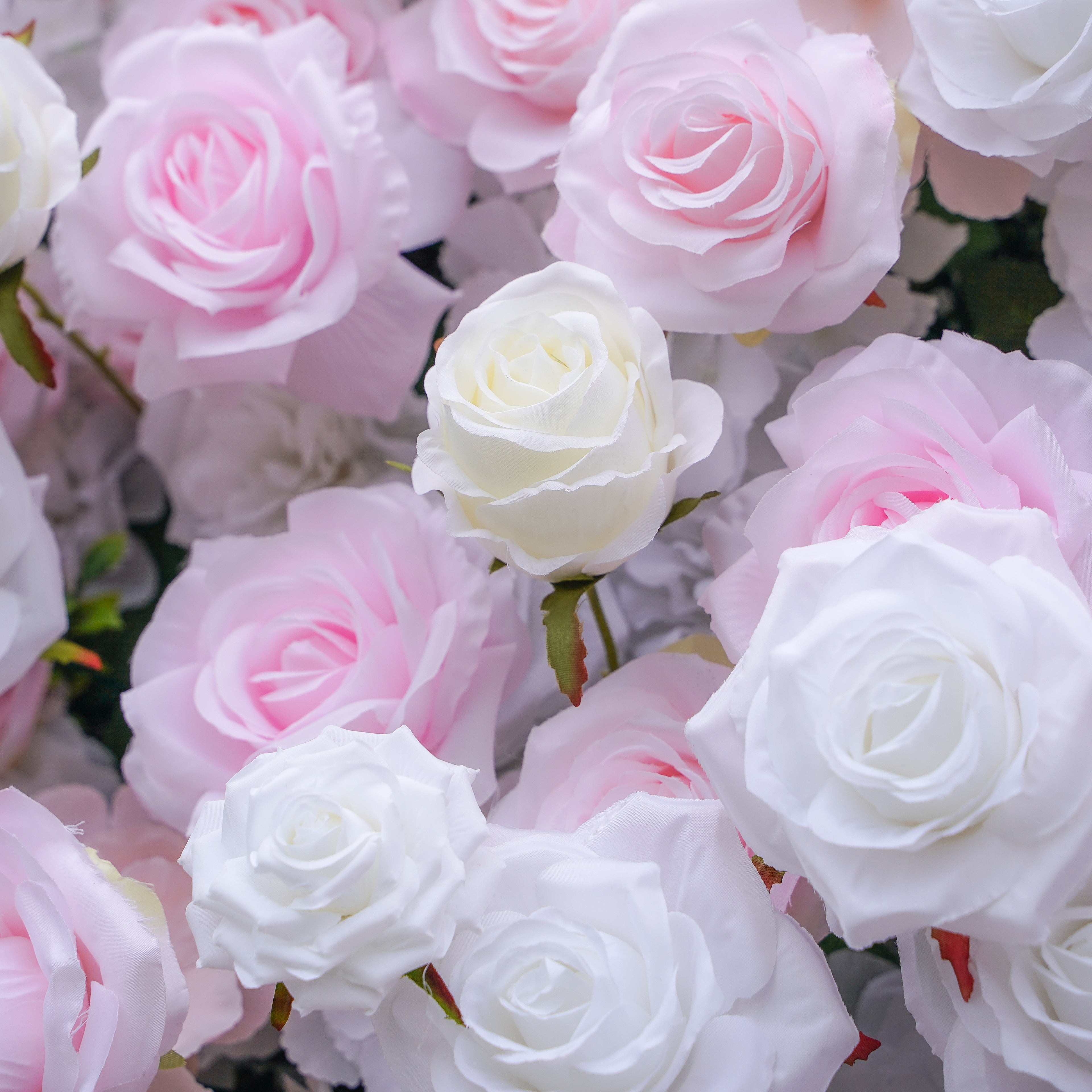 Felicia:5D Fabric Artificial rolling up curtain flower wall Rose Morning