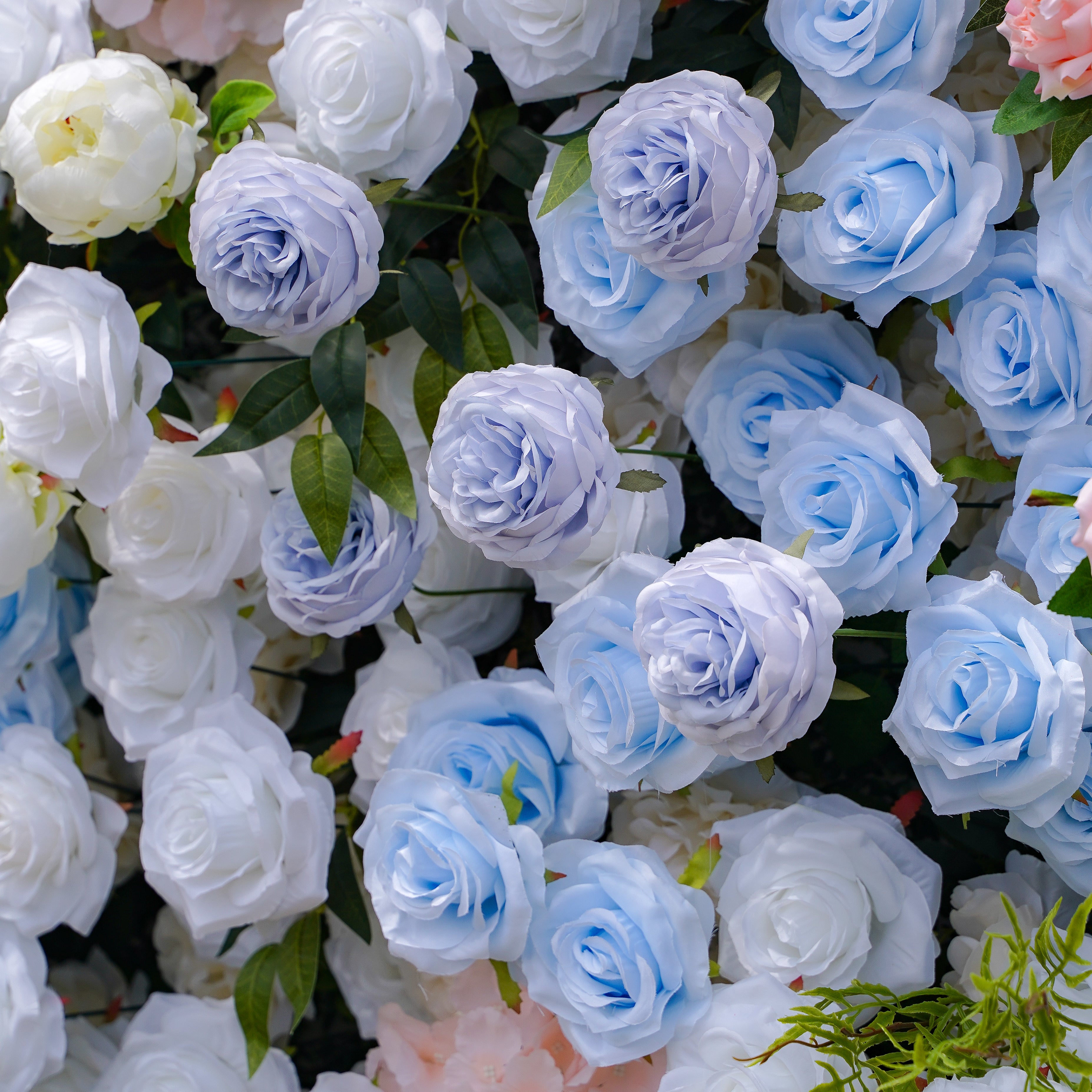 Frank:5D Fabric Artificial rolling up curtain flower wall Rose Morning