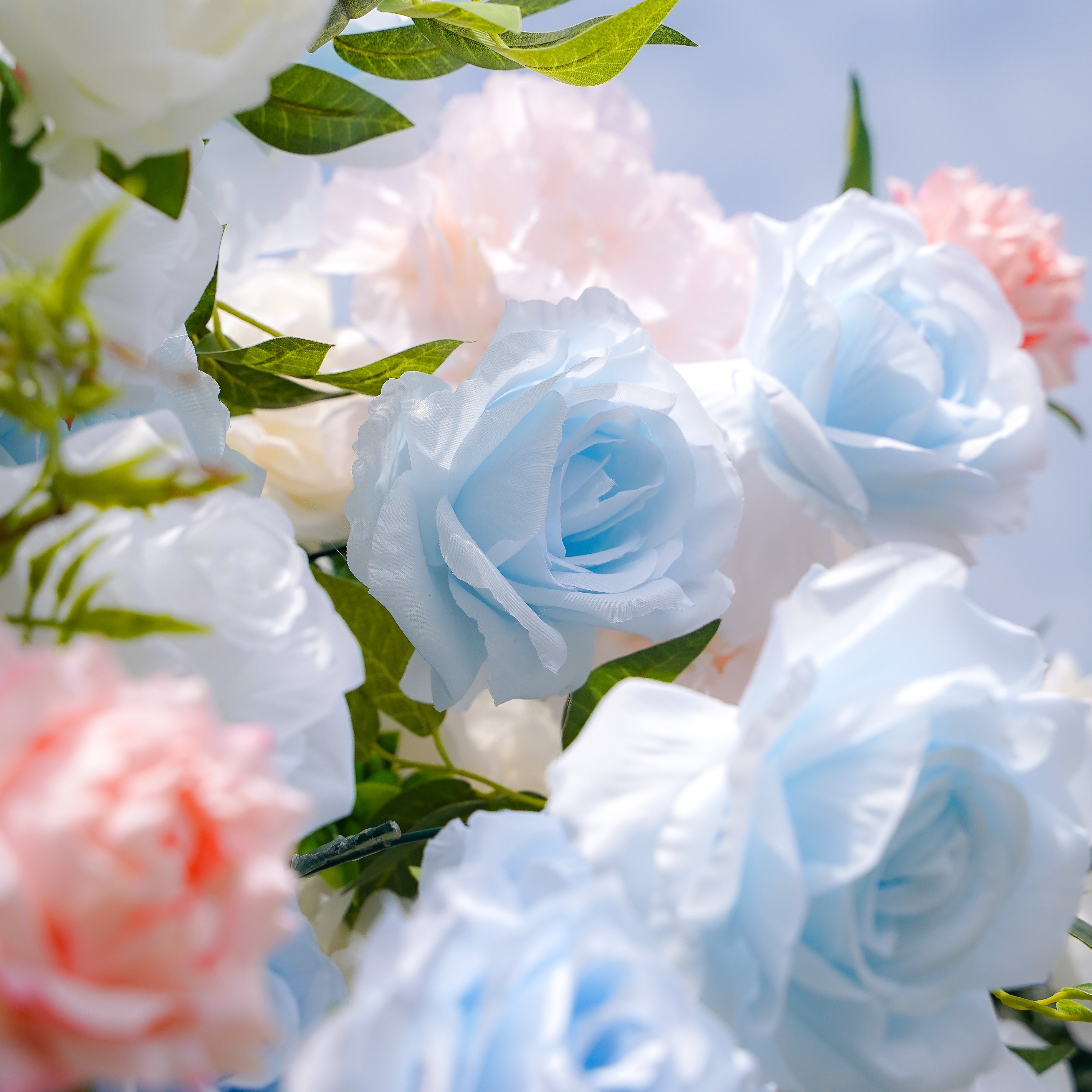 Frank:5D Fabric Artificial rolling up curtain flower wall Rose Morning
