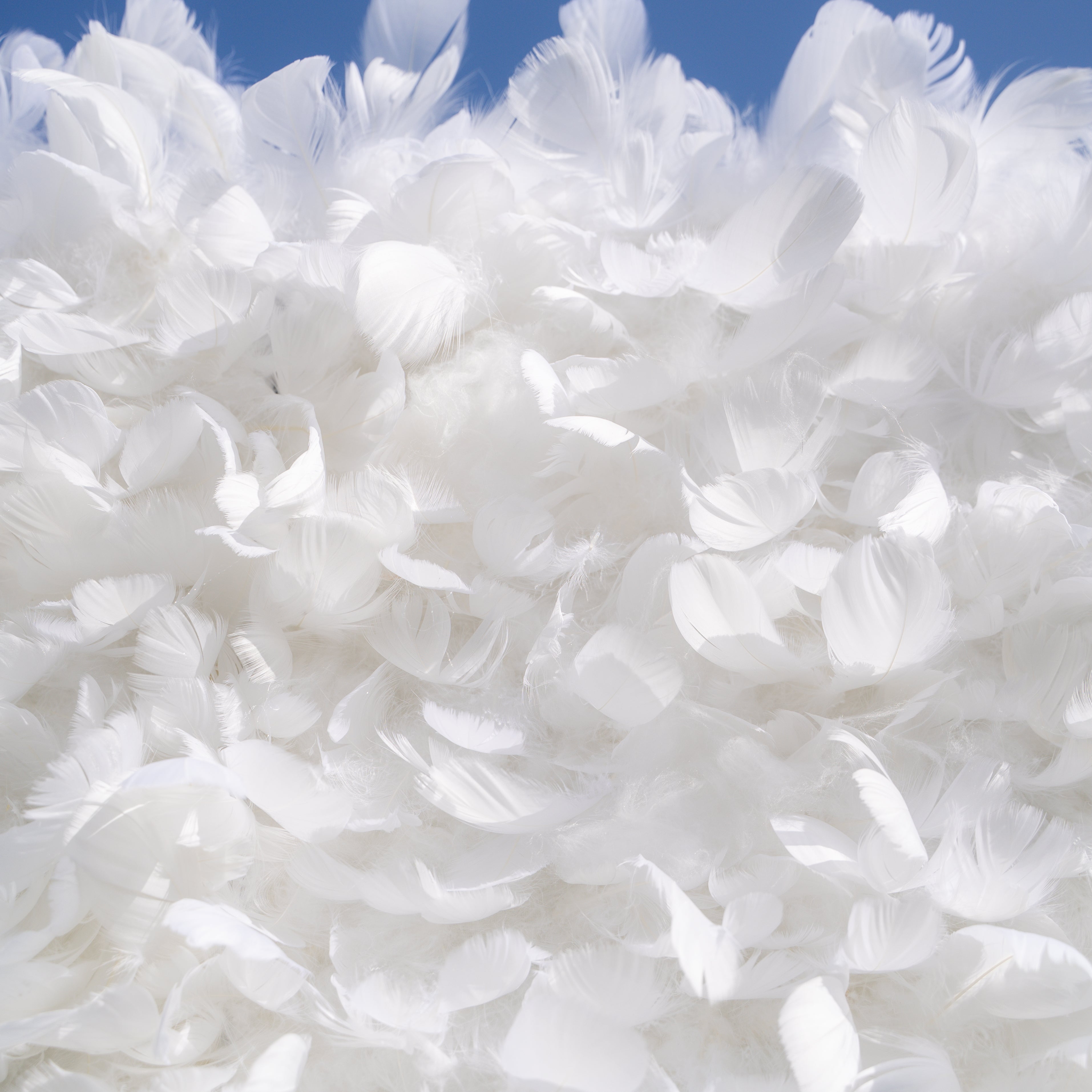 Hilton:5D Fabric Artificial rolling up curtain flower wall