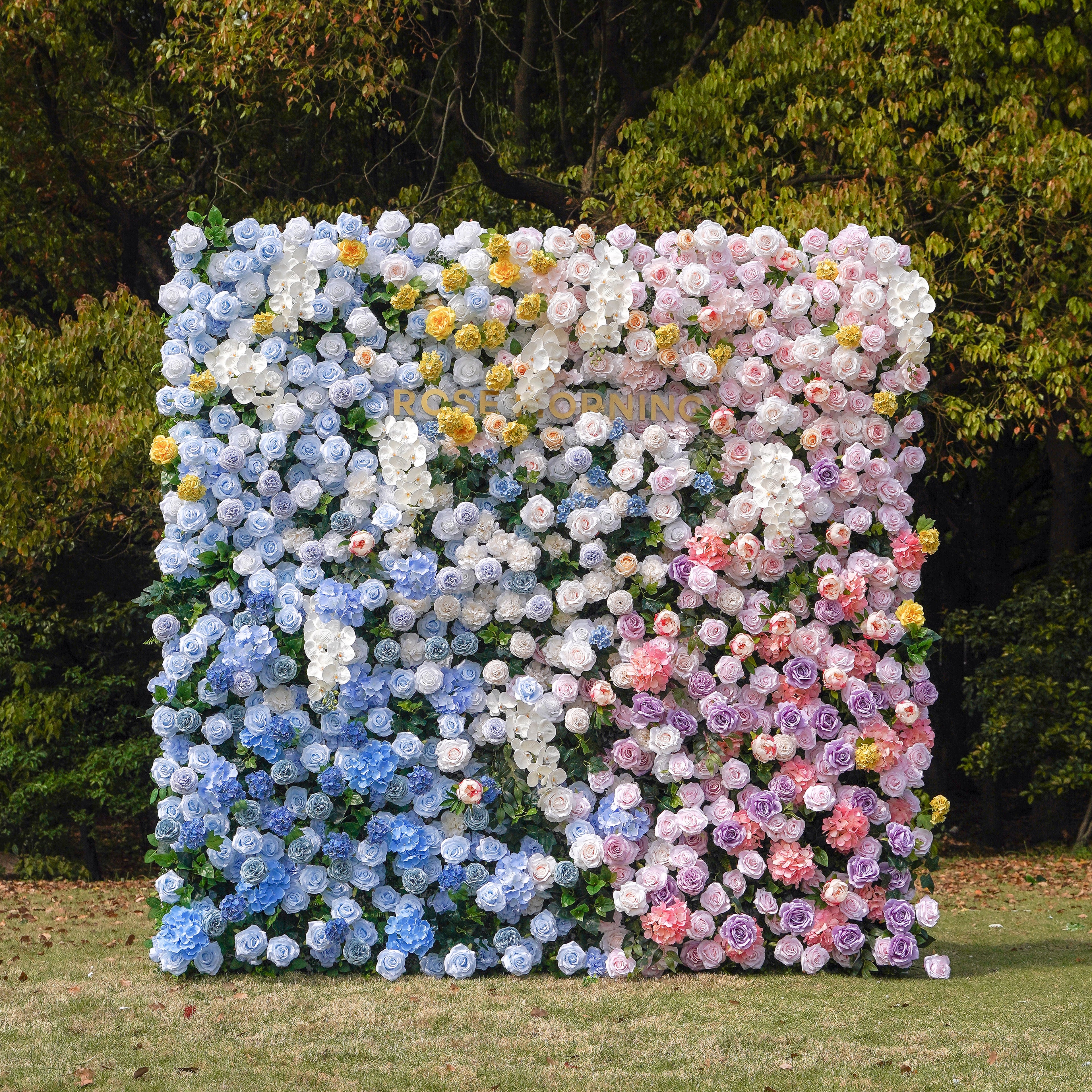 Lotte:5D Fabric Artificial rolling up curtain flower wall Rose Morning