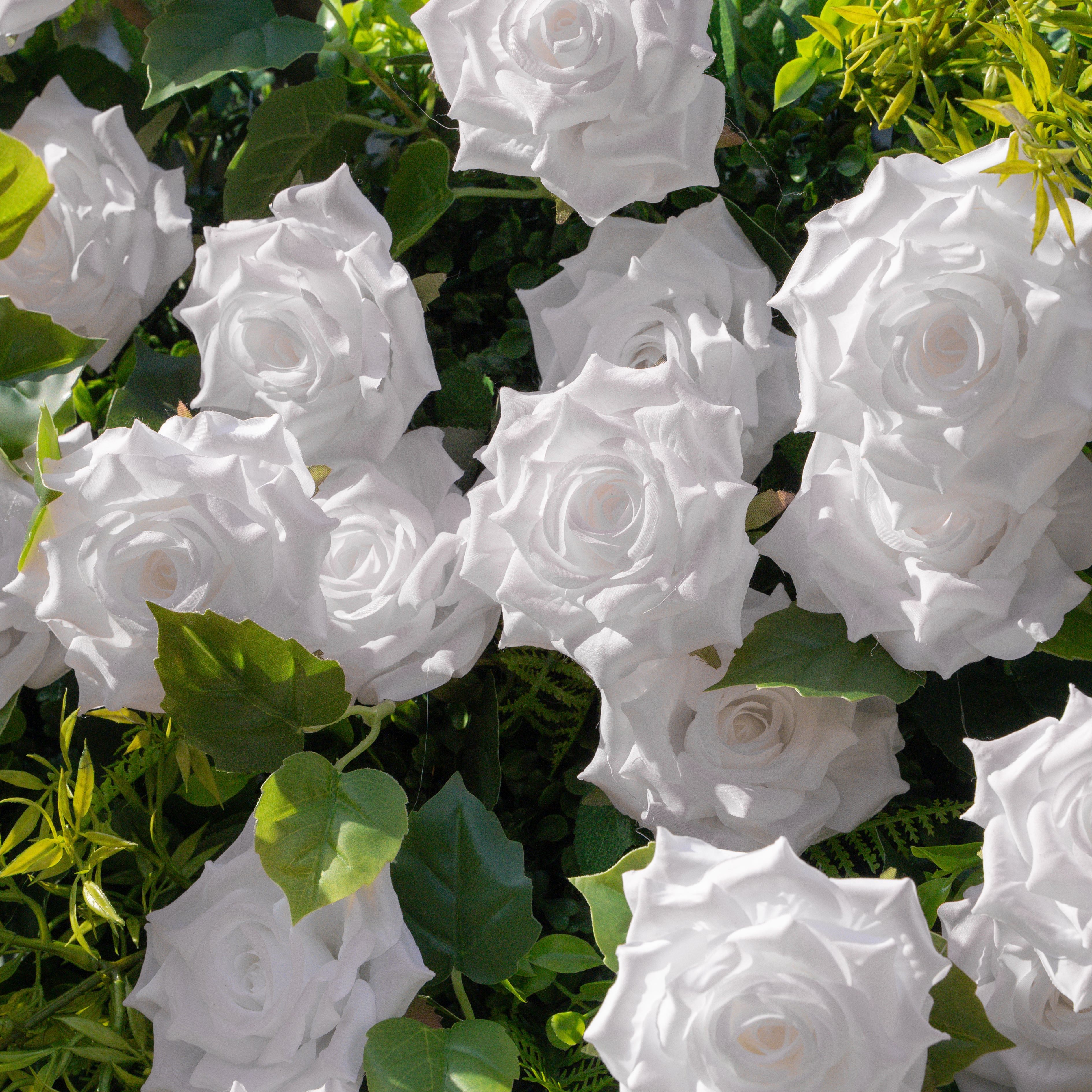 Magica:Sun-Activated Color-Changing Rose Flower Wall Backdrop (8×8) — One Wall, Two Looks: White Indoors → Blush Pink in Sunlight