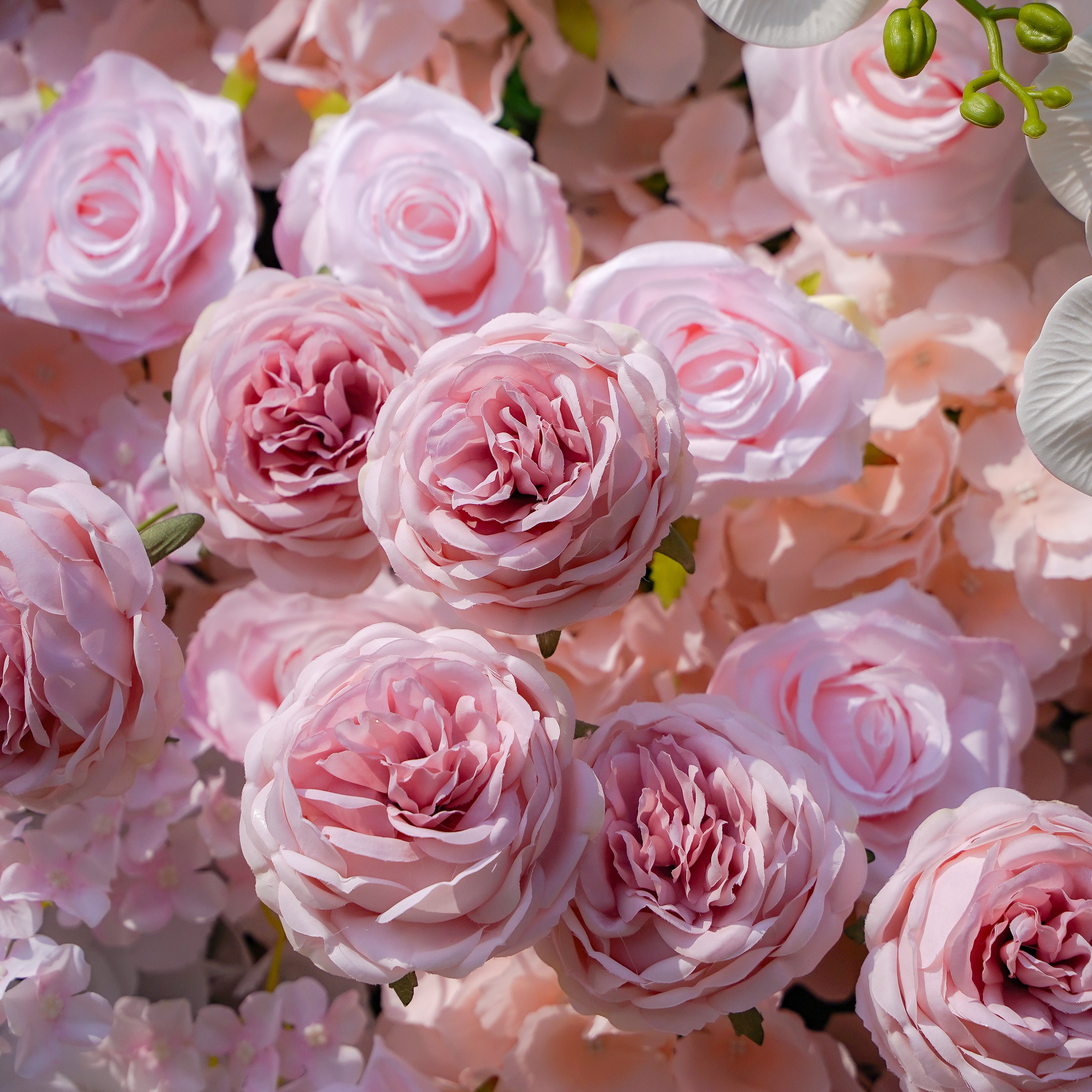 Nari:5D Fabric Artificial rolling up curtain flower wall Rose Morning