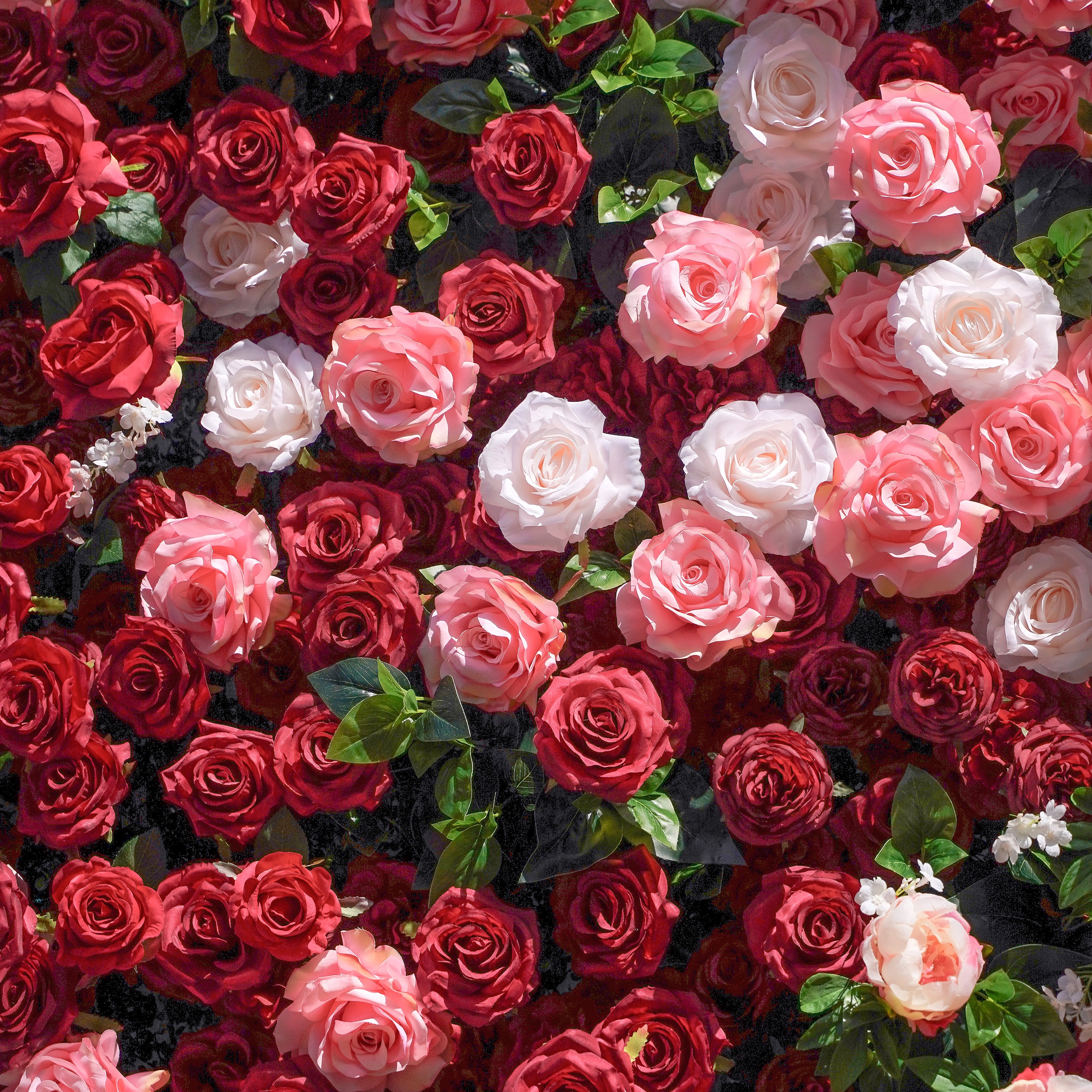 Zita:5D Fabric Artificial rolling up curtain flower wall Rose Morning