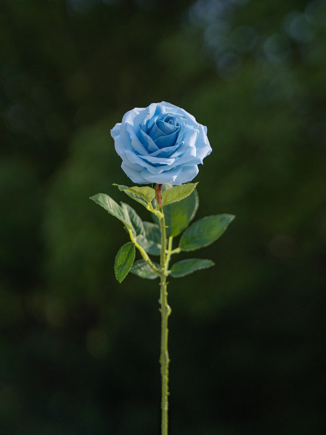Curled Small Rose (Blue)-17.8" Tall