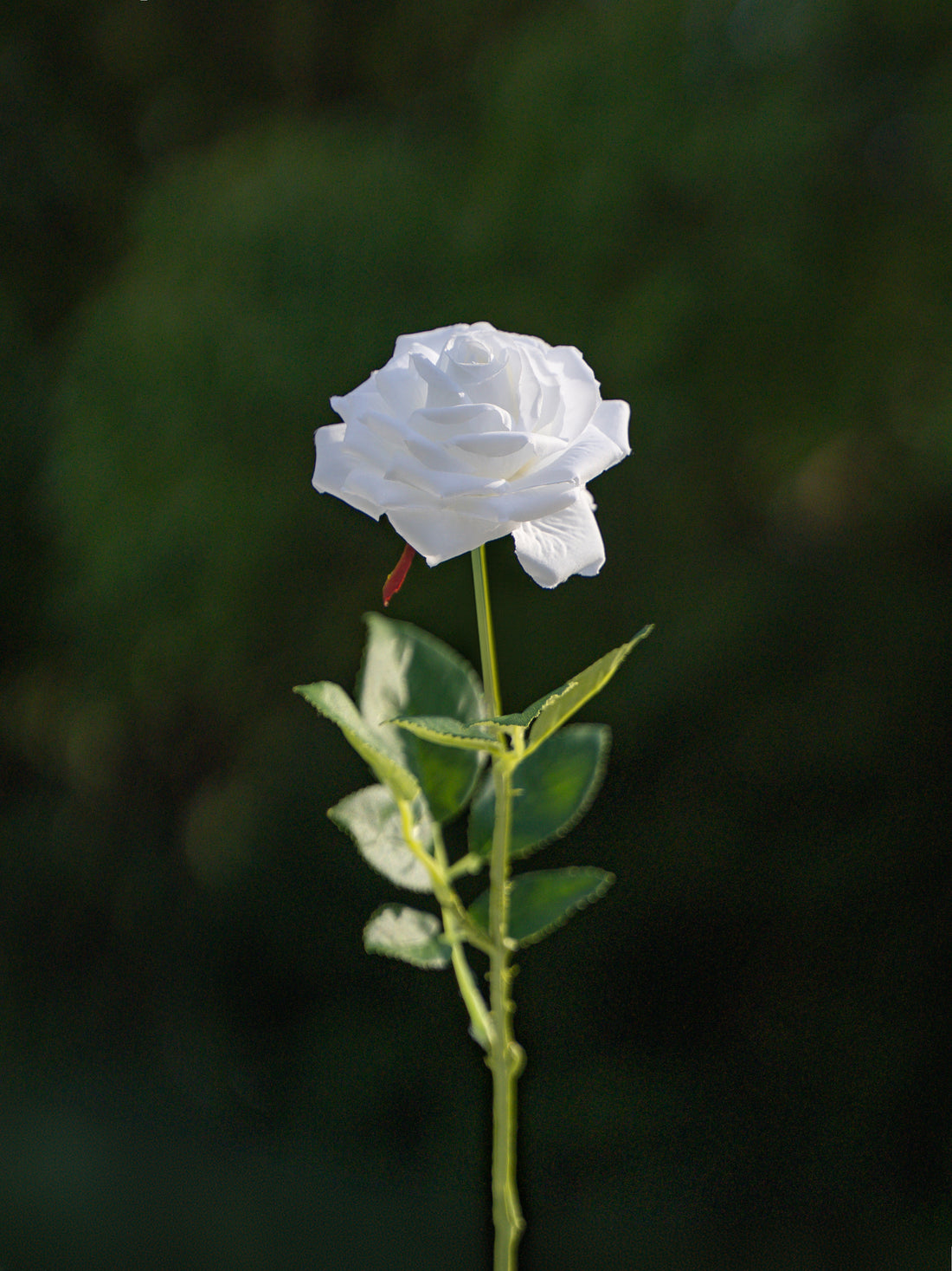 Curled Small Rose (White)-17.8" Tall