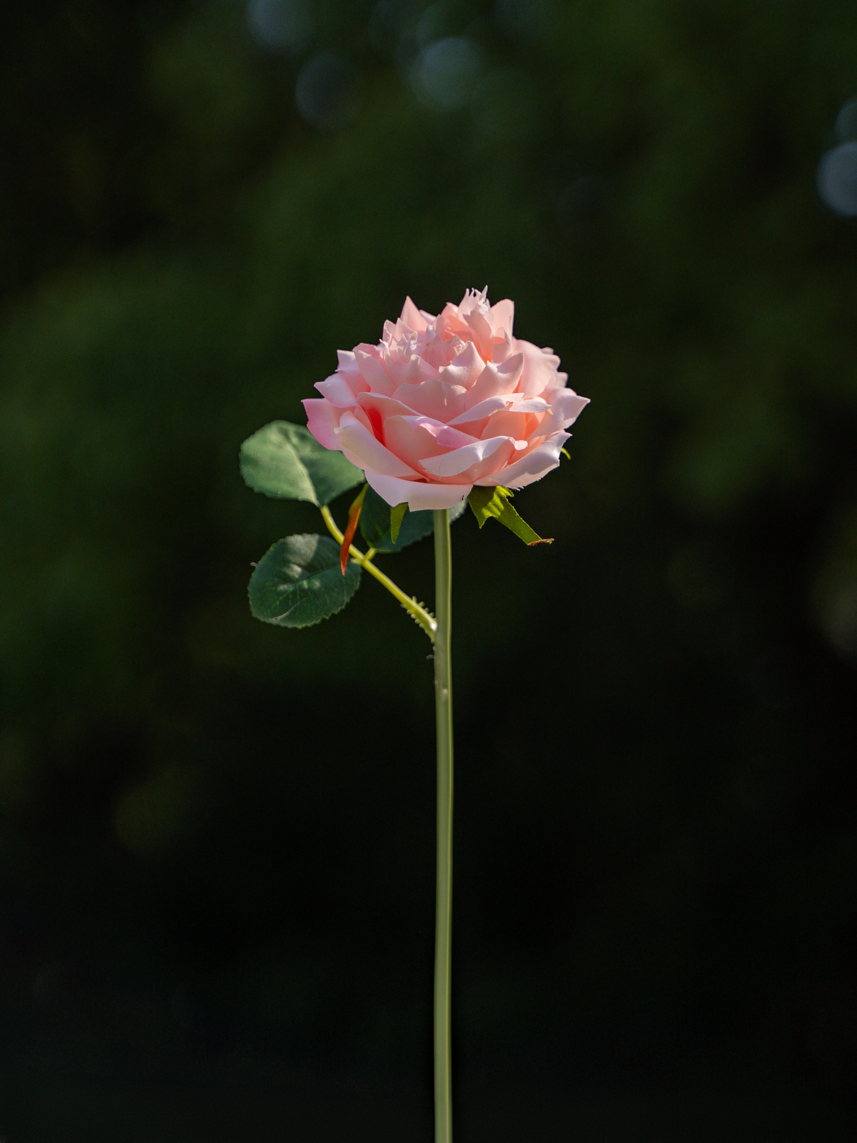 Floribunda Rose (Pink)-11.8" Tall