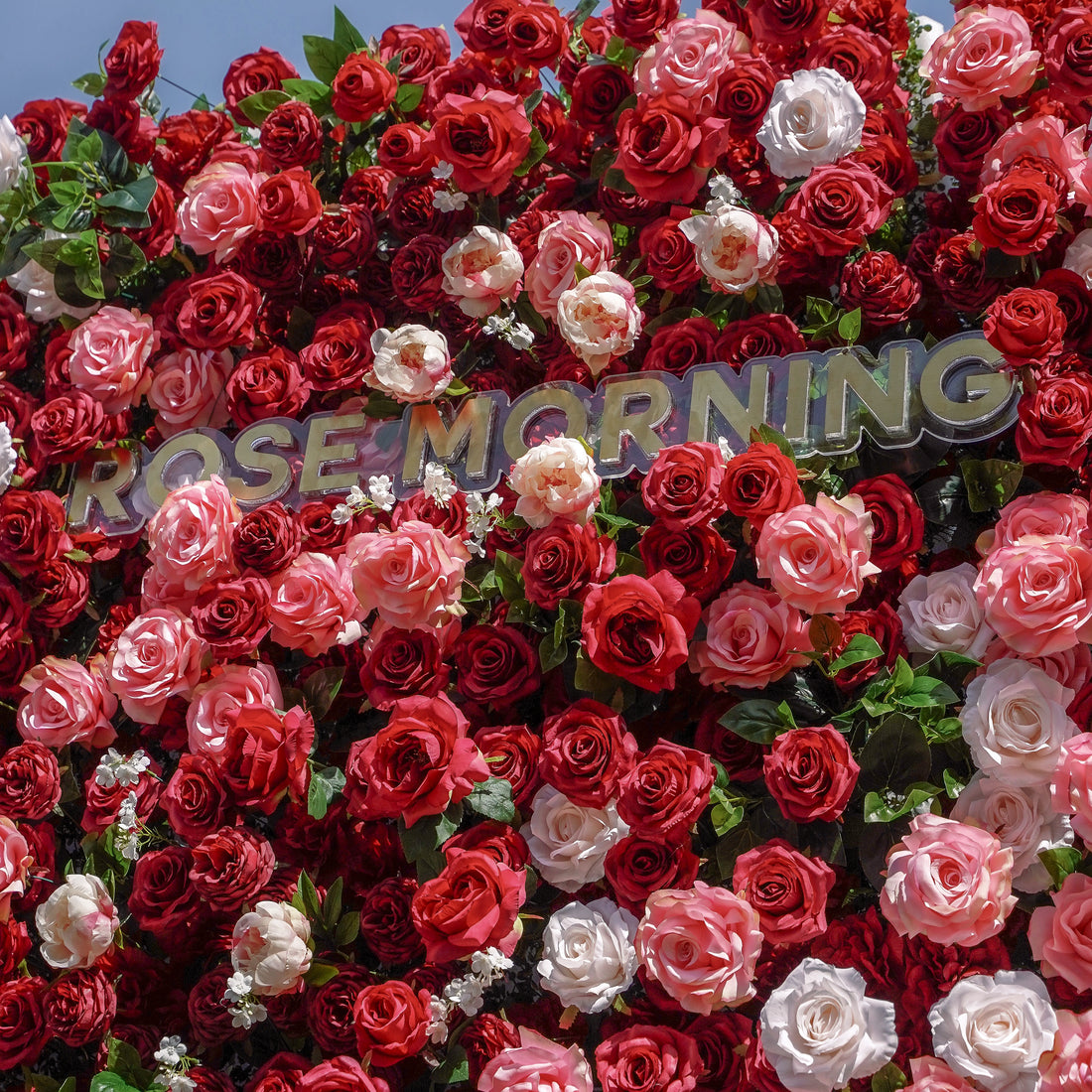 Zita：5D Fabric Artificial rolling up curtain flower wall Rose Morning