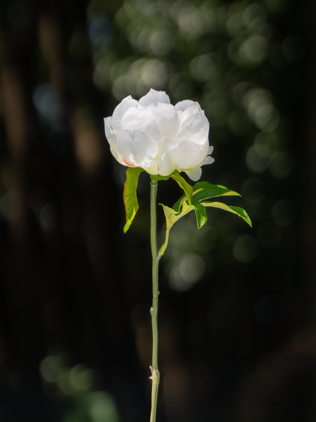Peony (White)-9.8" Tall