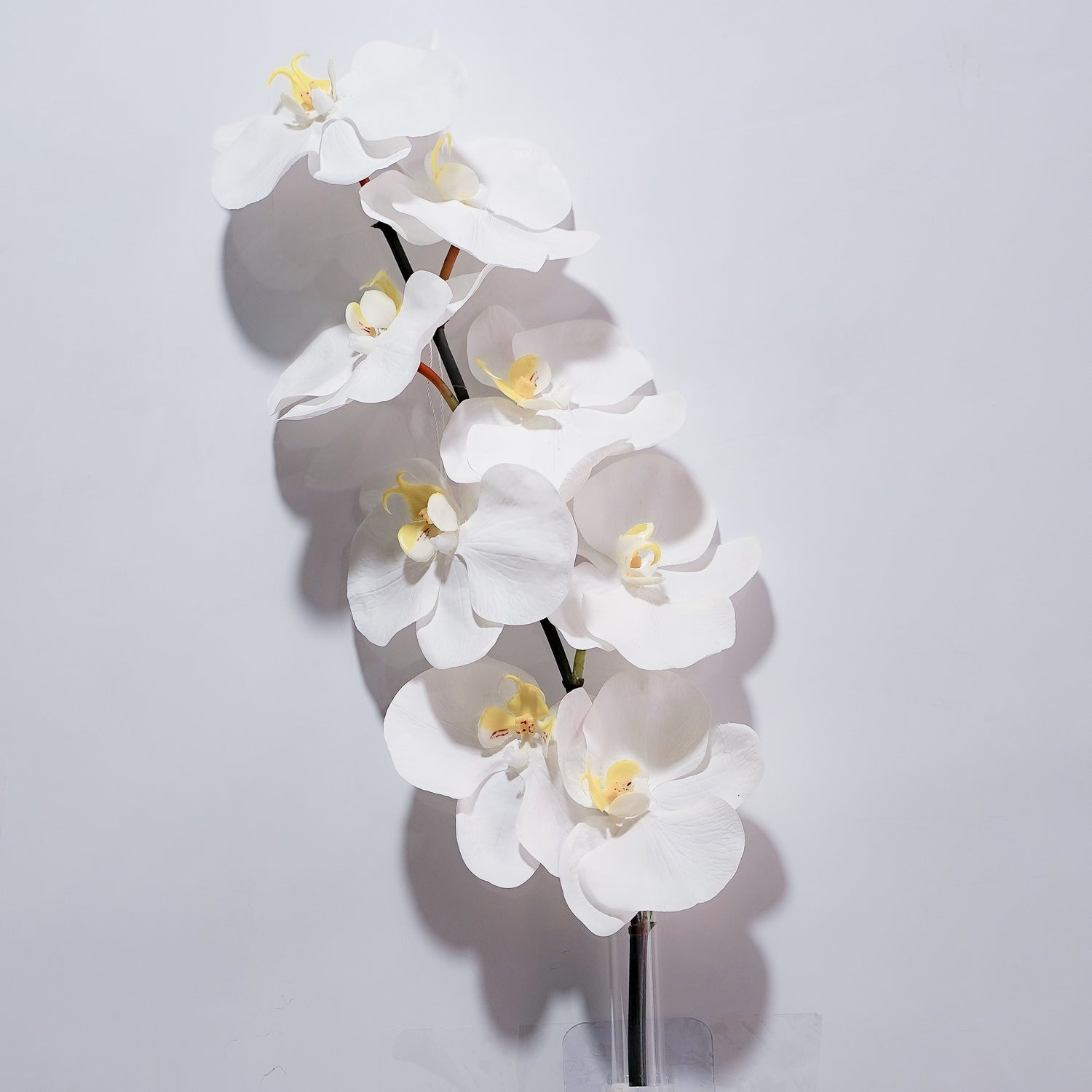 White Soft-touch Butterfly Orchid Rose Morning