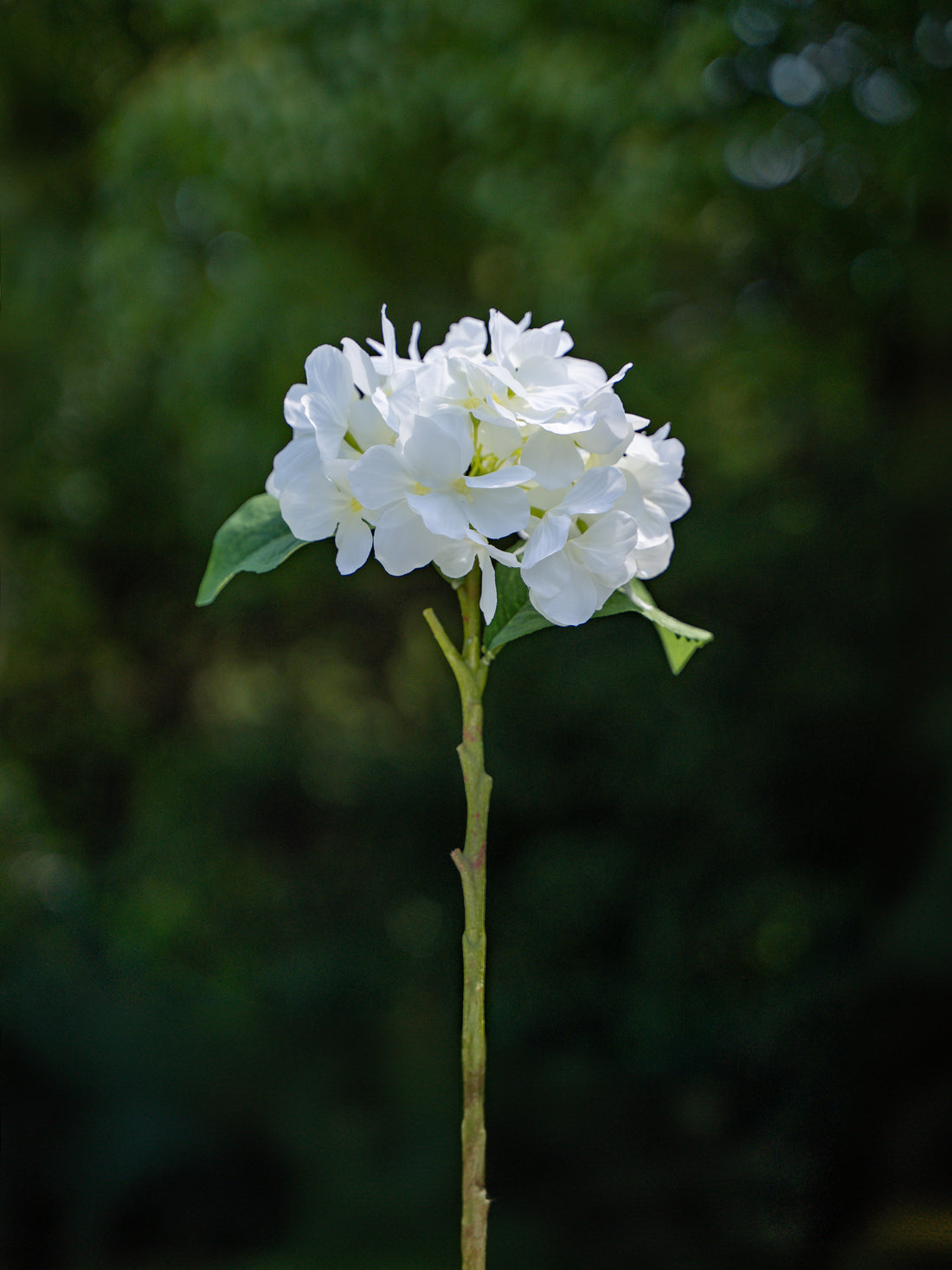 Single-headed Hydrangea (White)-18&quot; Tall