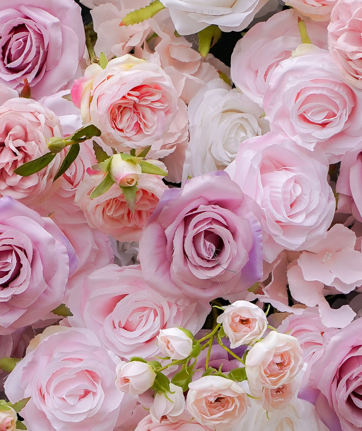 More Popular Flower Wall, Rose Morning