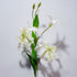 Gladiolus Flame Lily Rose Morning