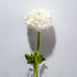 Anemone Peony Lotus Flower Rose Morning