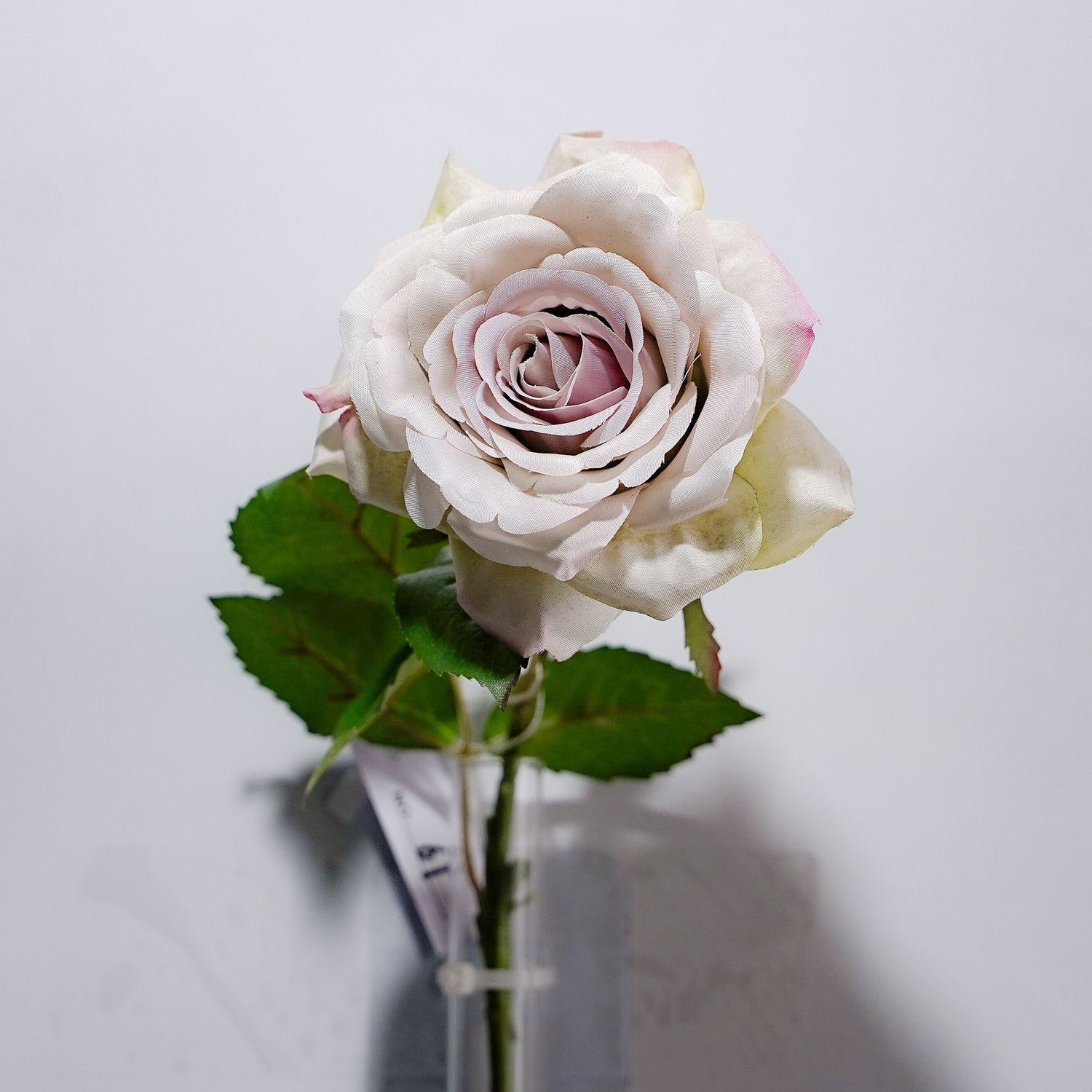 Single Curled Edge Rose Rose Morning