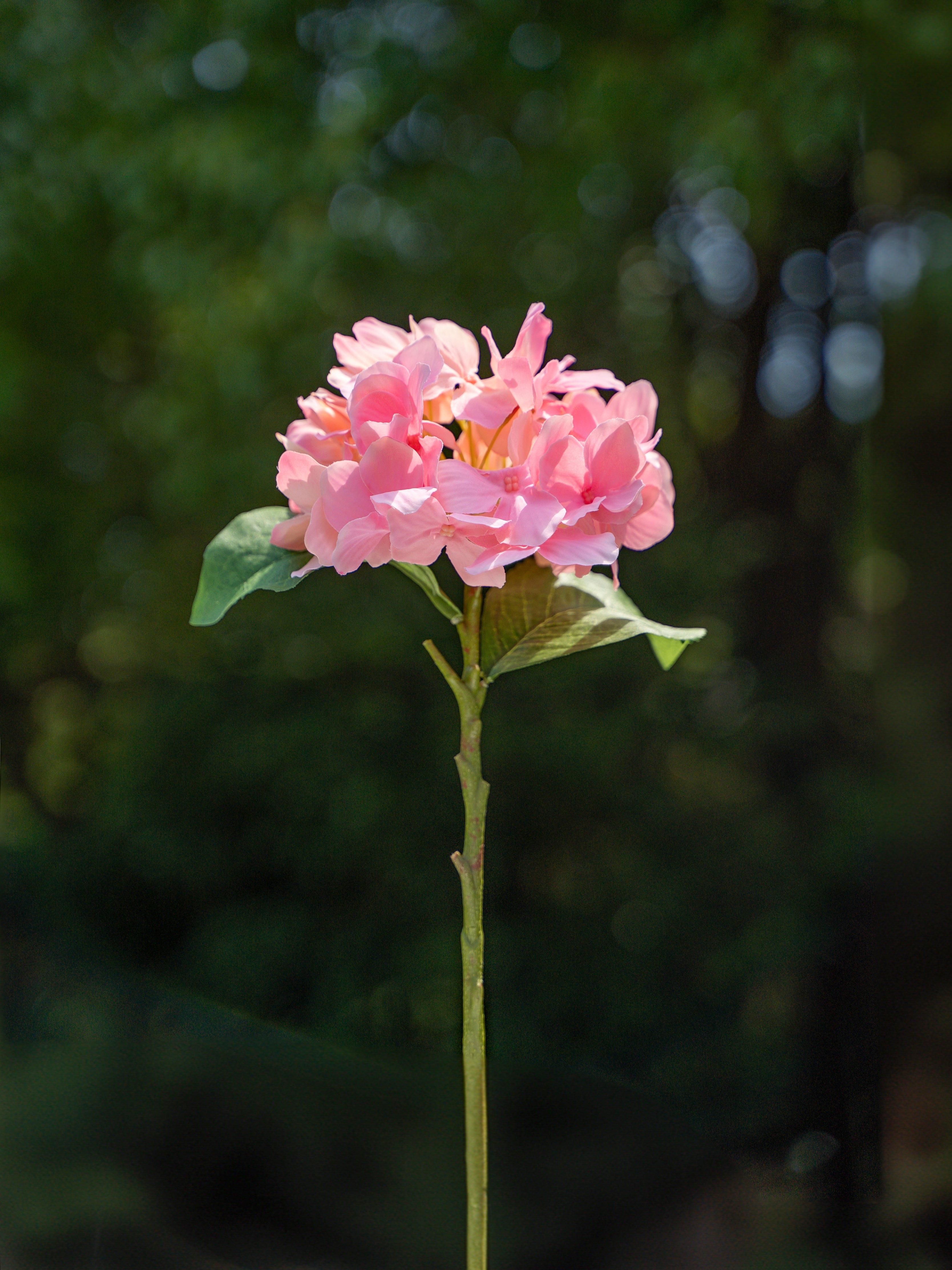 Single-headed Hydrangea (Pink)-18&quot; Tall