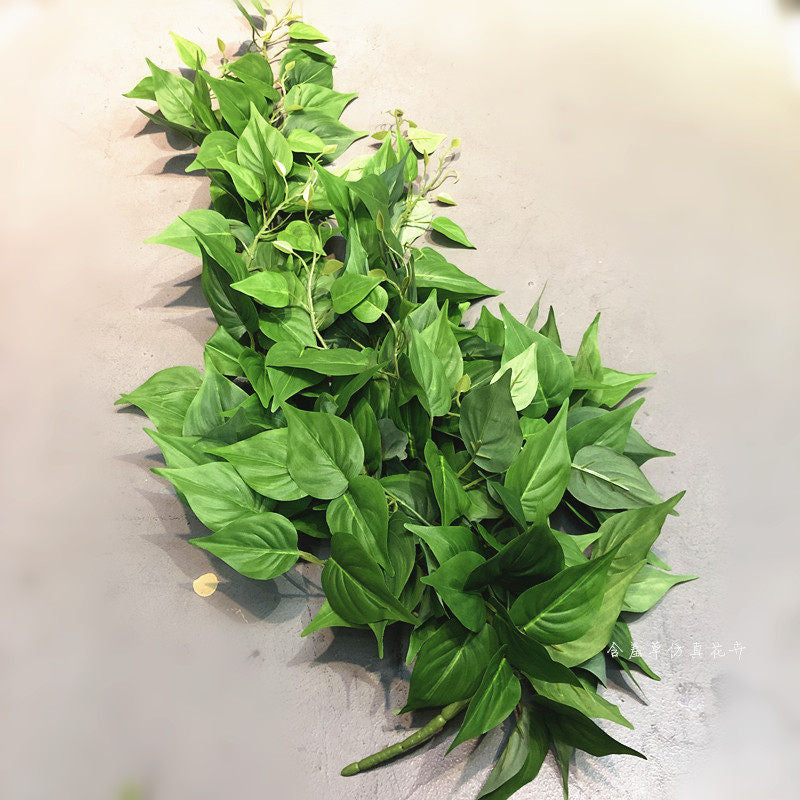 Indoor hanging plants for home decor: spider plants, wall-mounted pothos vines, and rattan leaves.