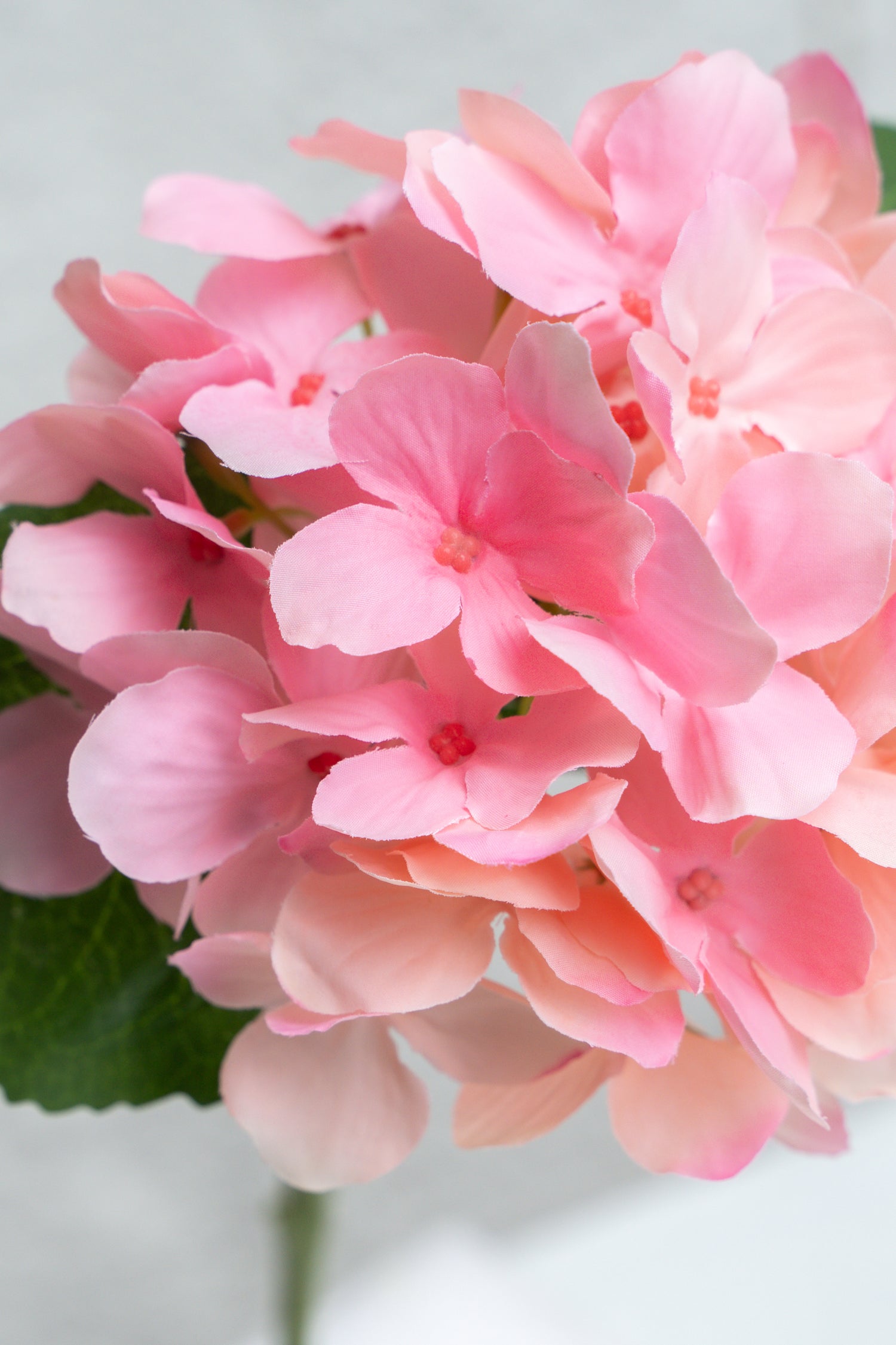 Single-headed Hydrangea (Pink)-18&quot; Tall