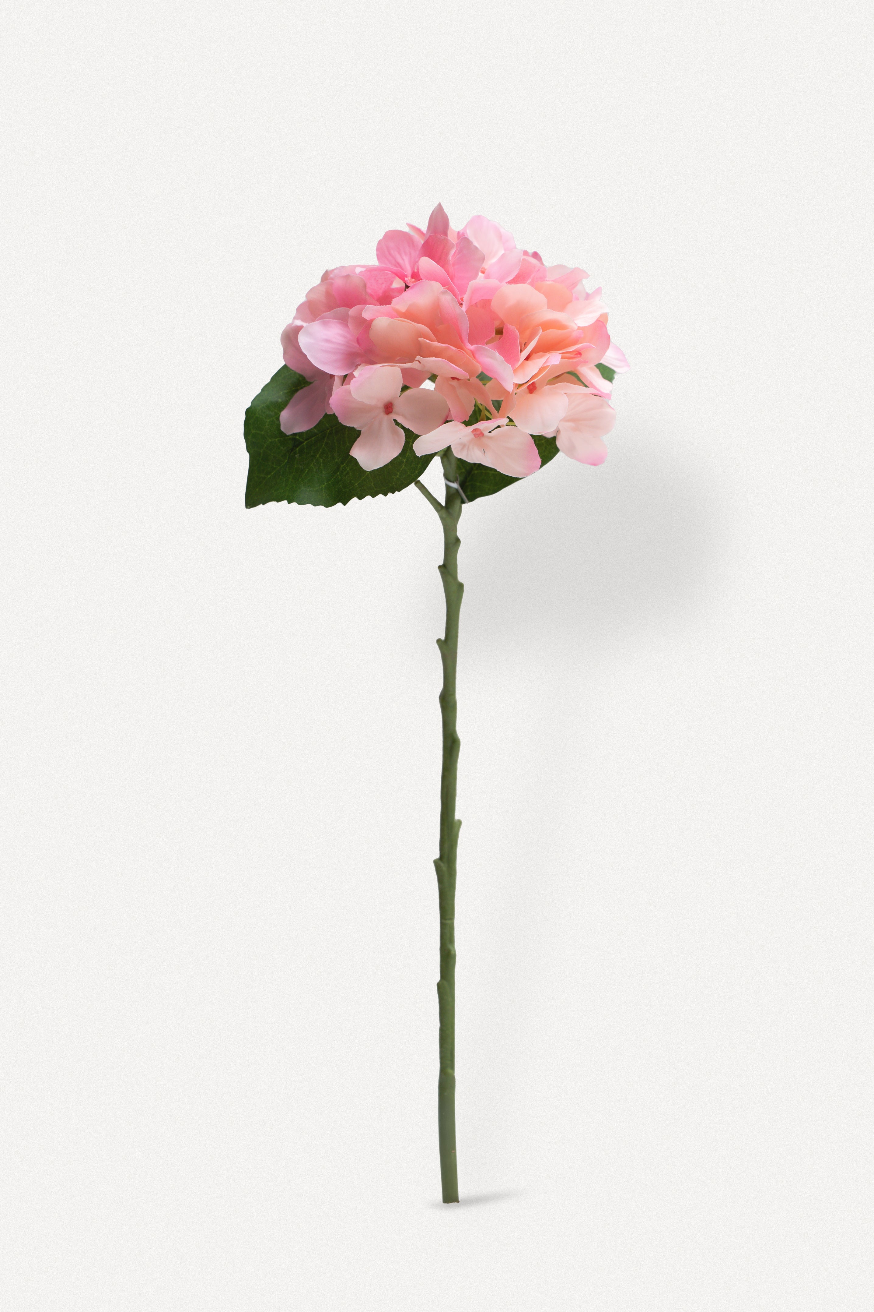 Single-headed Hydrangea (Pink)-18&quot; Tall