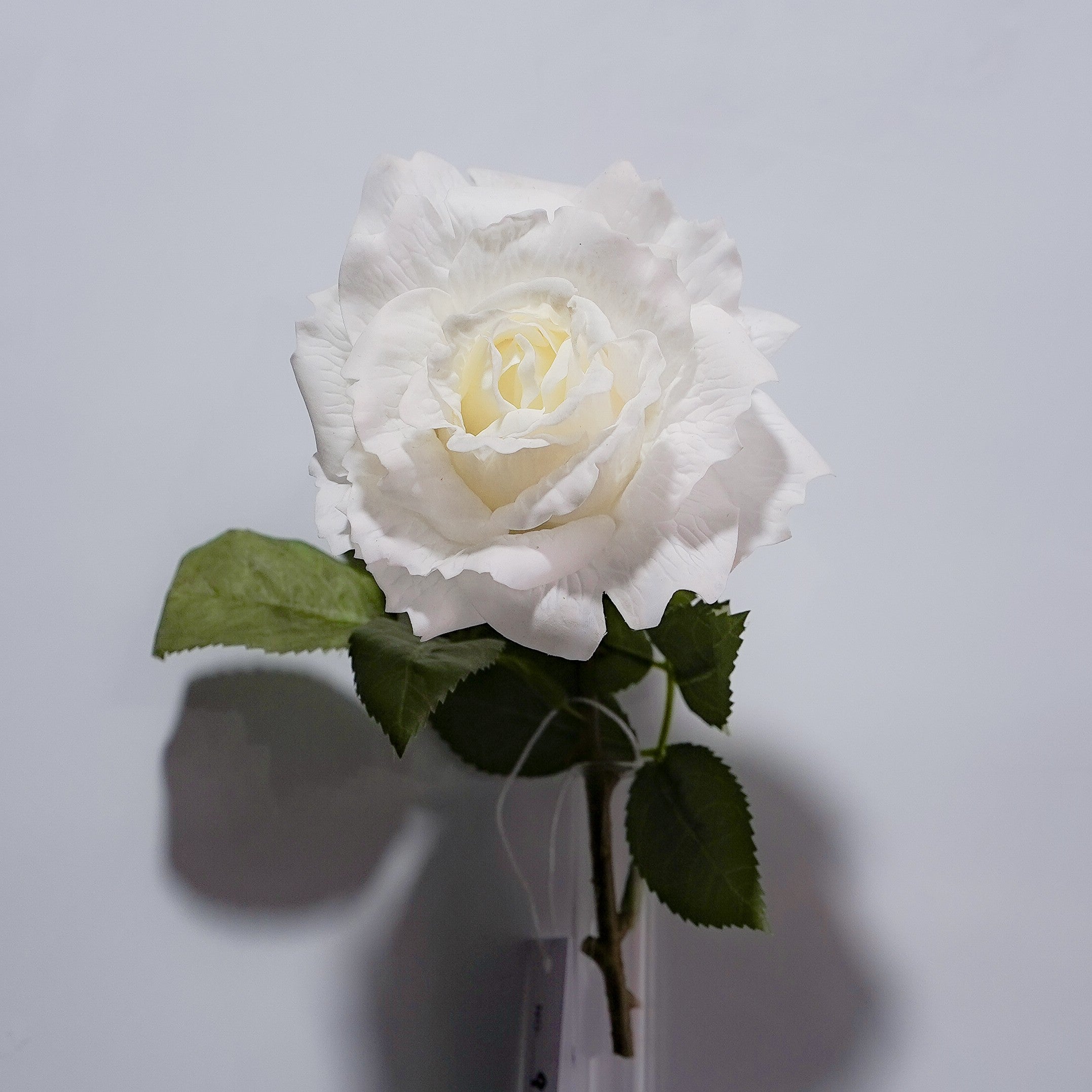 Soft-touch White Rose
