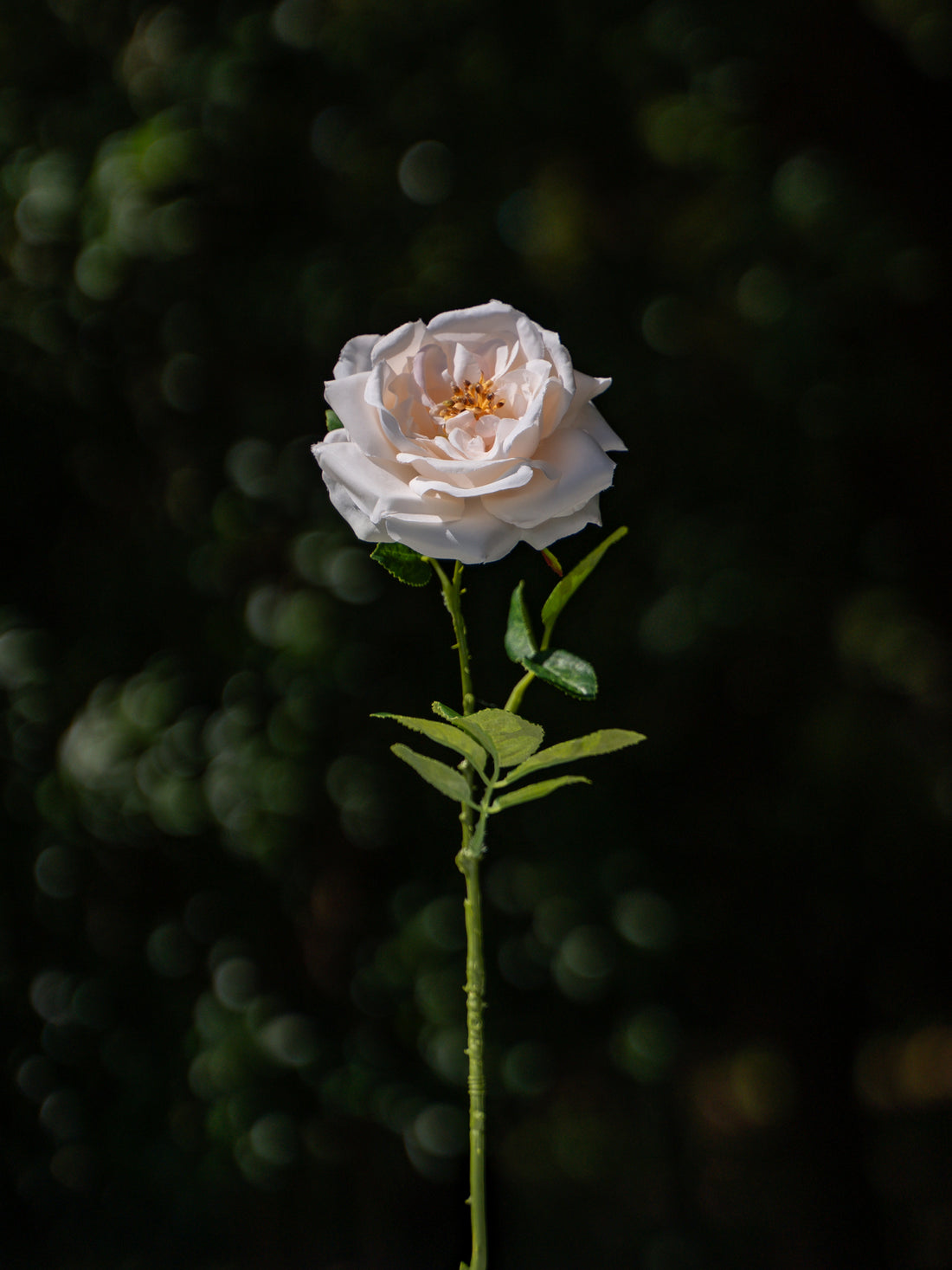 Damask Rose (Champagne)-17.8&quot; Tall