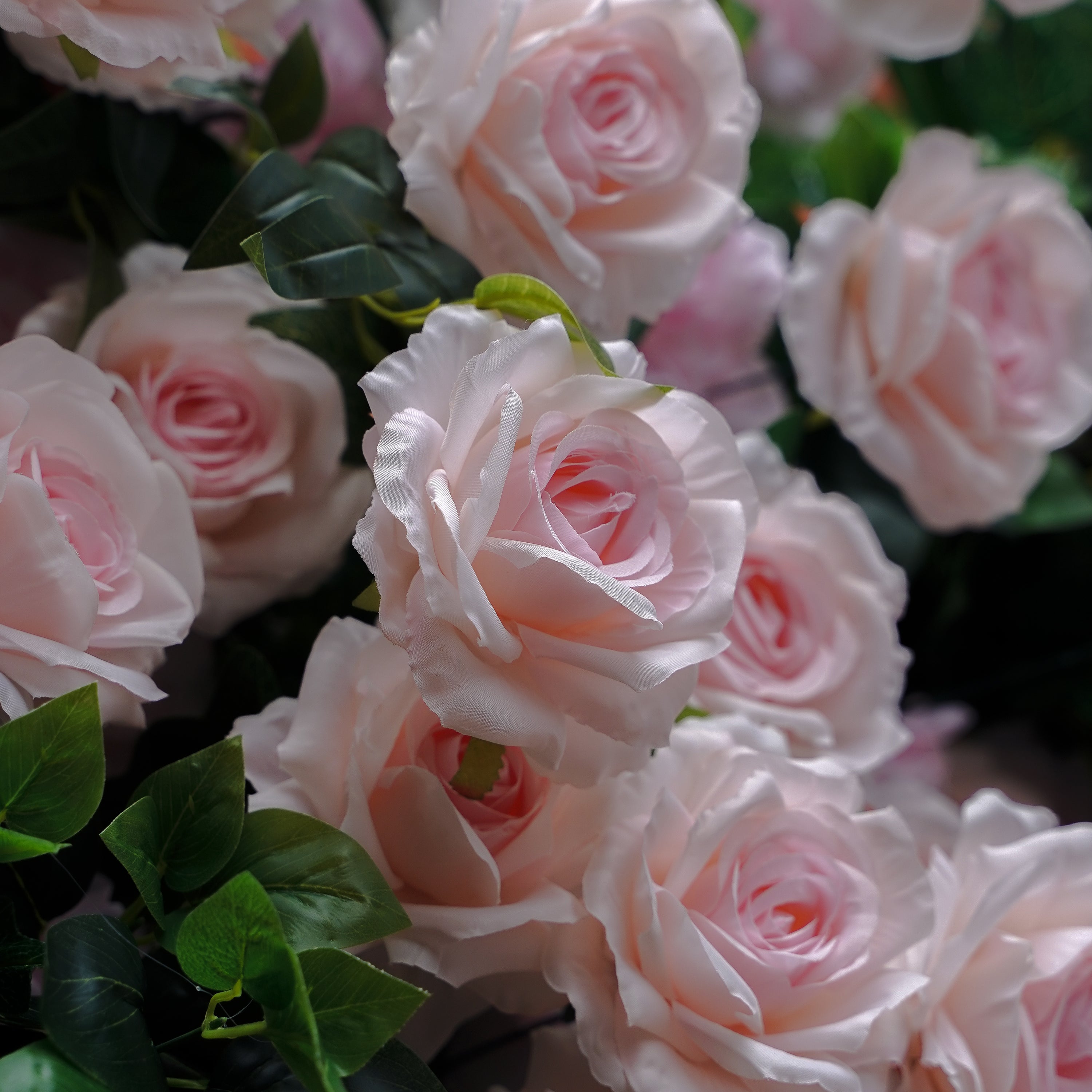 Vonnie：5D Fabric Artificial rolling up curtain flower wall Rose Morning