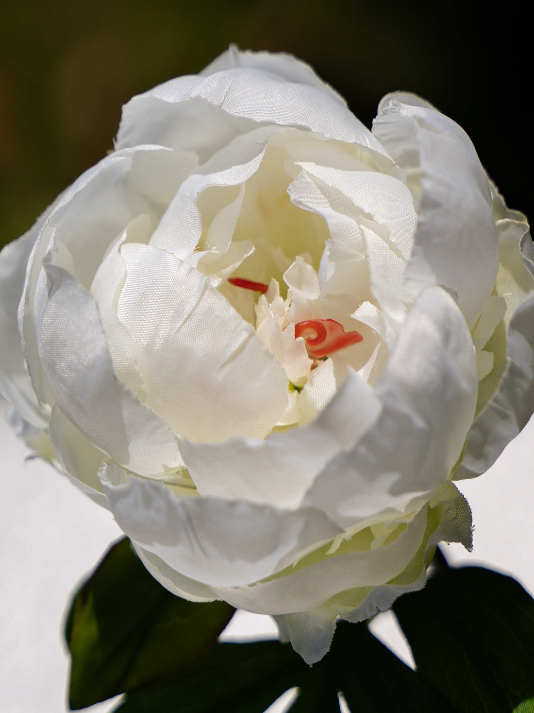 Peony (White)-9.8" Tall