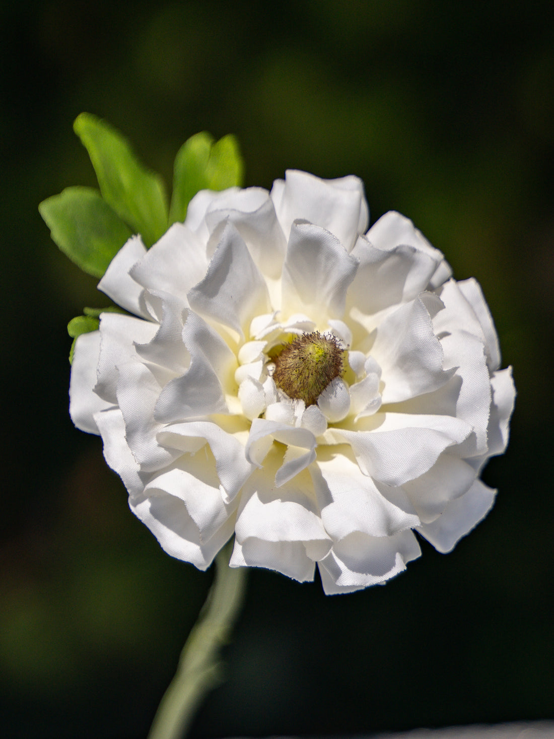 Ranunculus (White)-9.5&quot; Tall