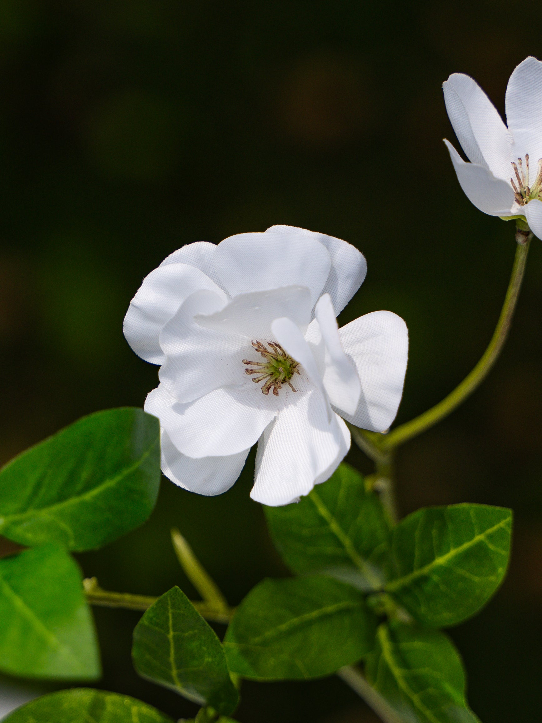 Sulfur cosmos (White)-18&quot; Tall