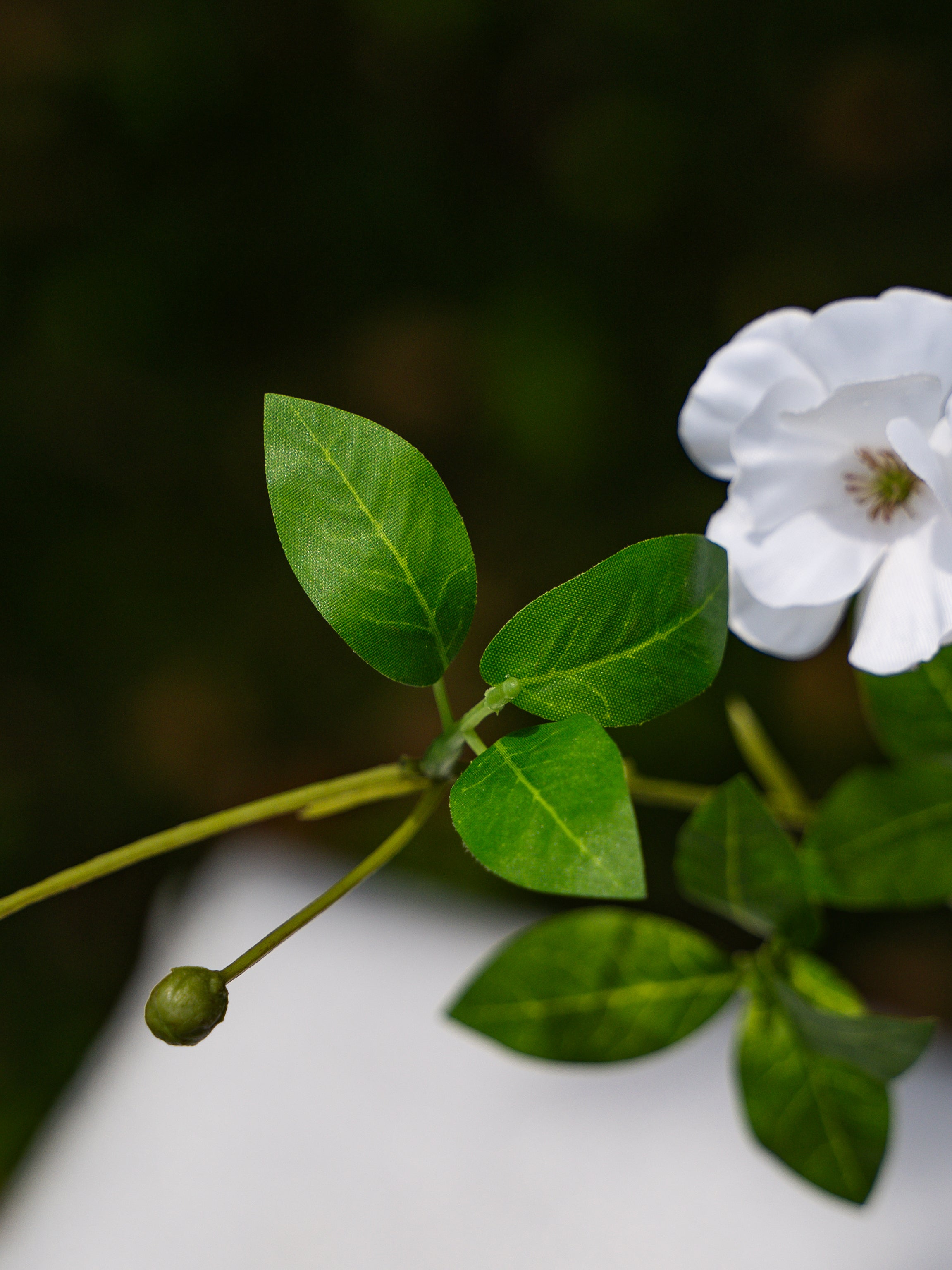 Sulfur cosmos (White)-18&quot; Tall