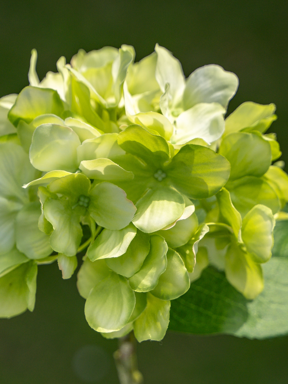 Single-headed Hydrangea (Green)-18" Tall