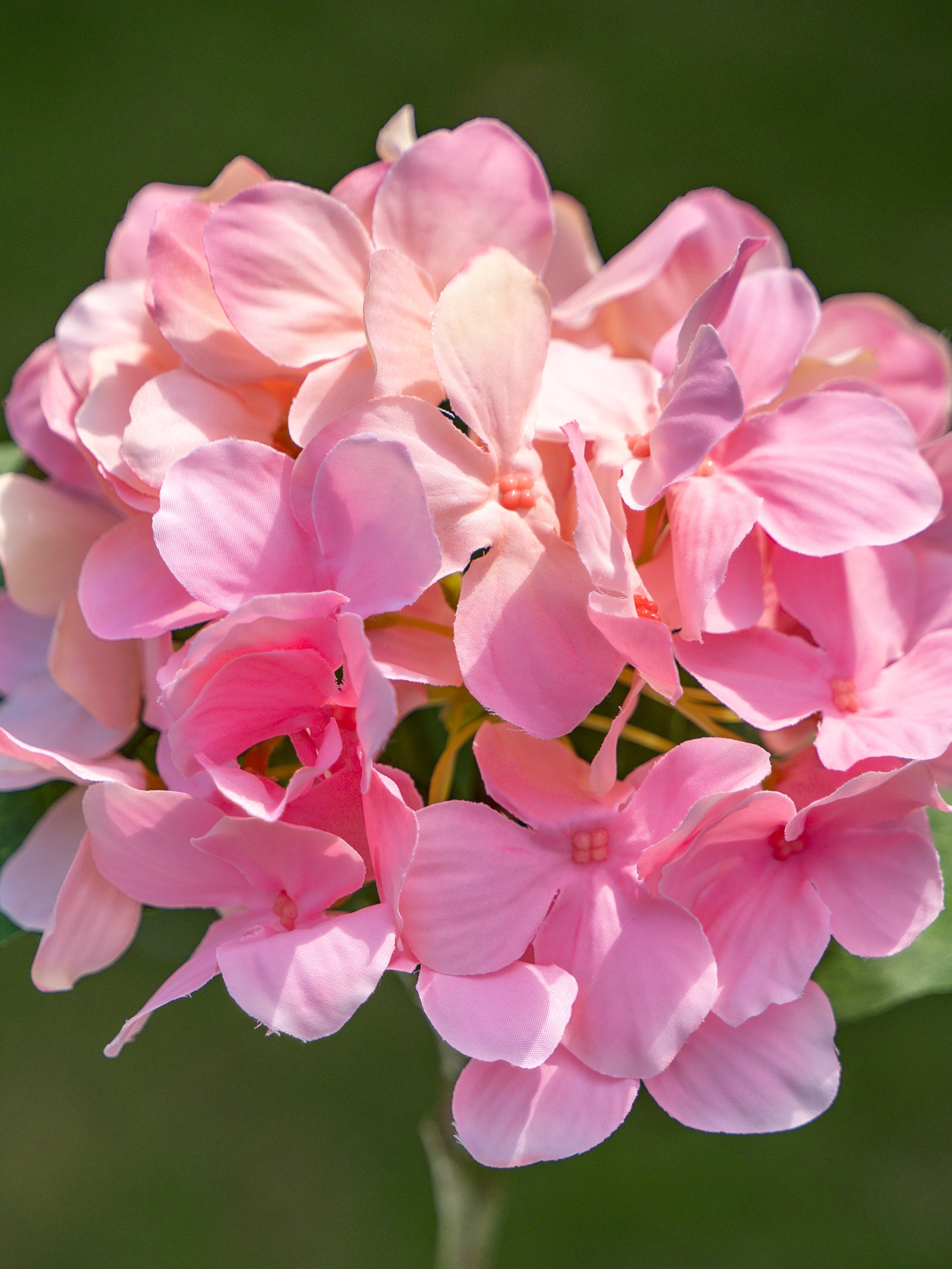 Single-headed Hydrangea (Pink)-18&quot; Tall