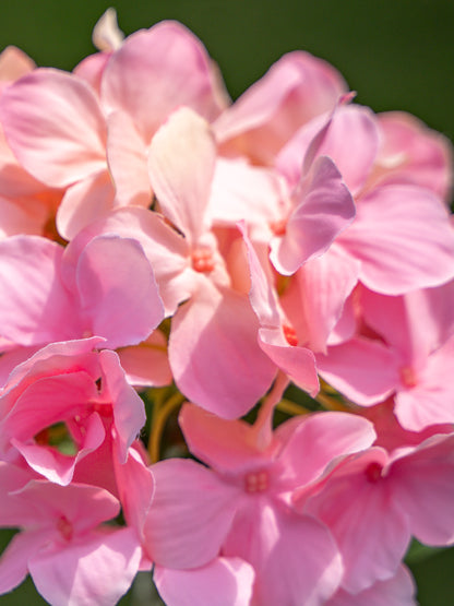 Single-headed Hydrangea (Pink)-18&quot; Tall