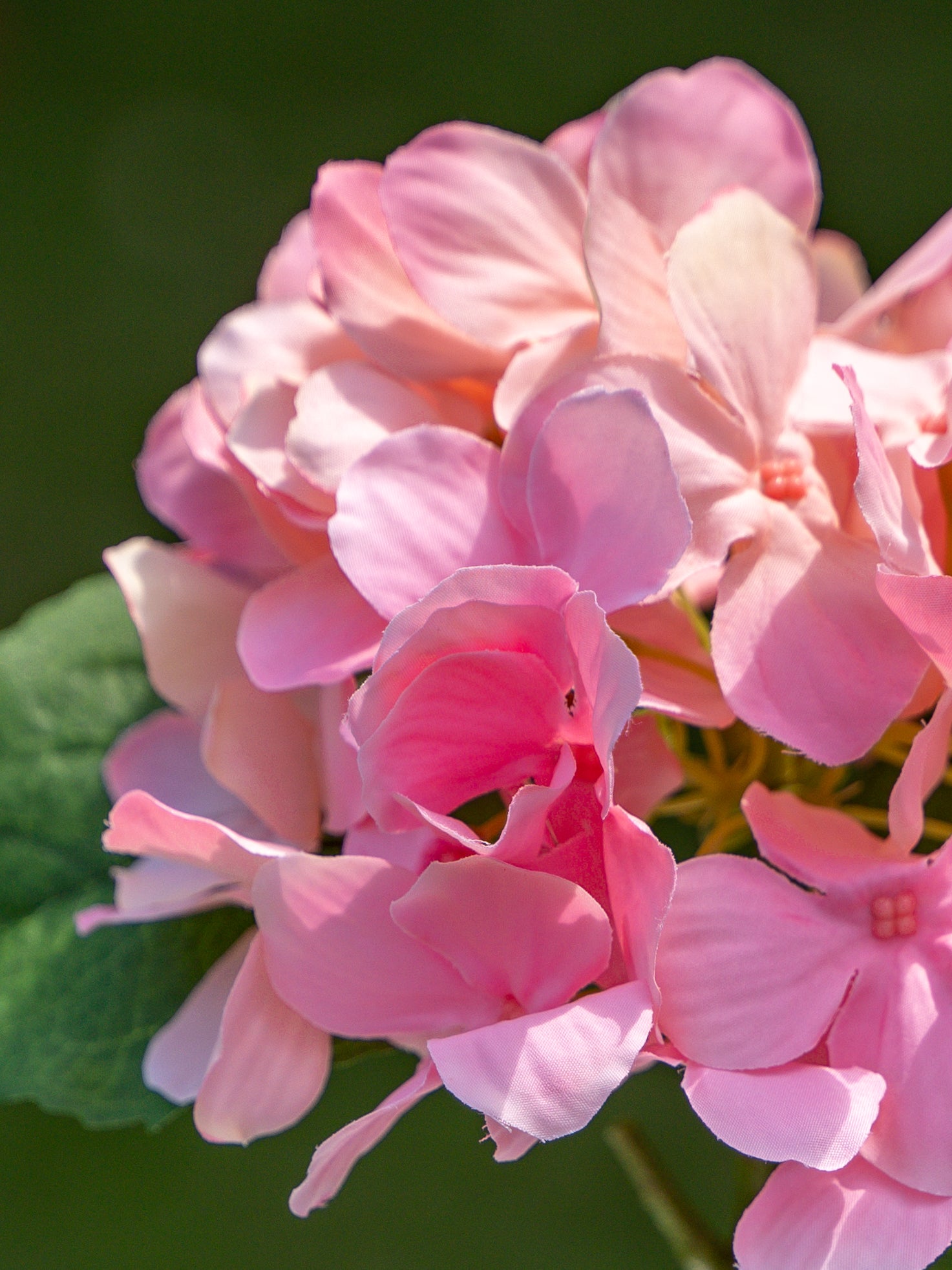 Single-headed Hydrangea (Pink)-18&quot; Tall