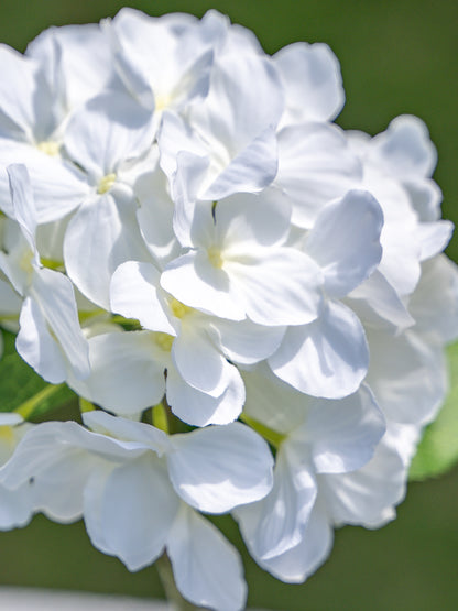 Single-headed Hydrangea (White)-18&quot; Tall