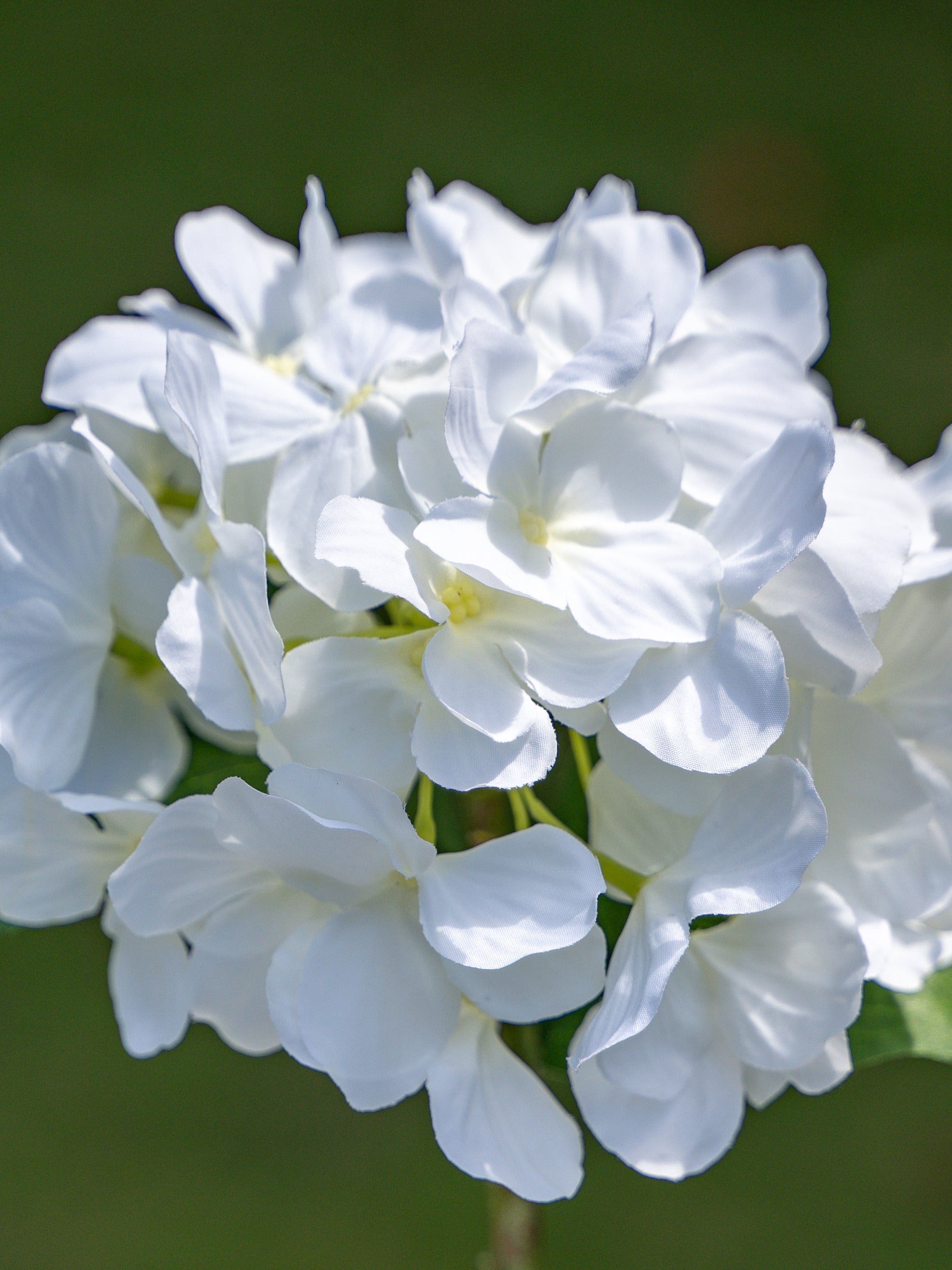 Single-headed Hydrangea (White)-18&quot; Tall