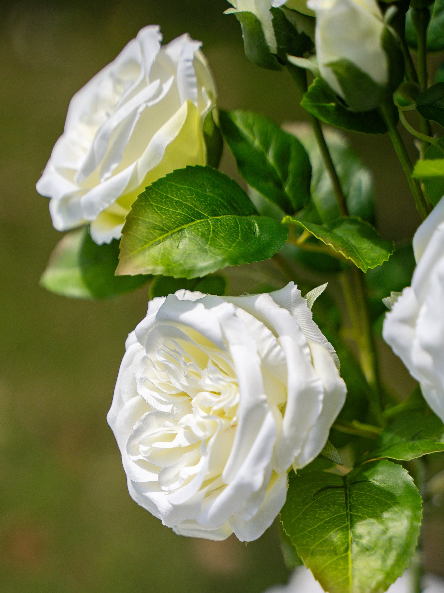 David Austin Spray Roses (White)-22&quot; Tall