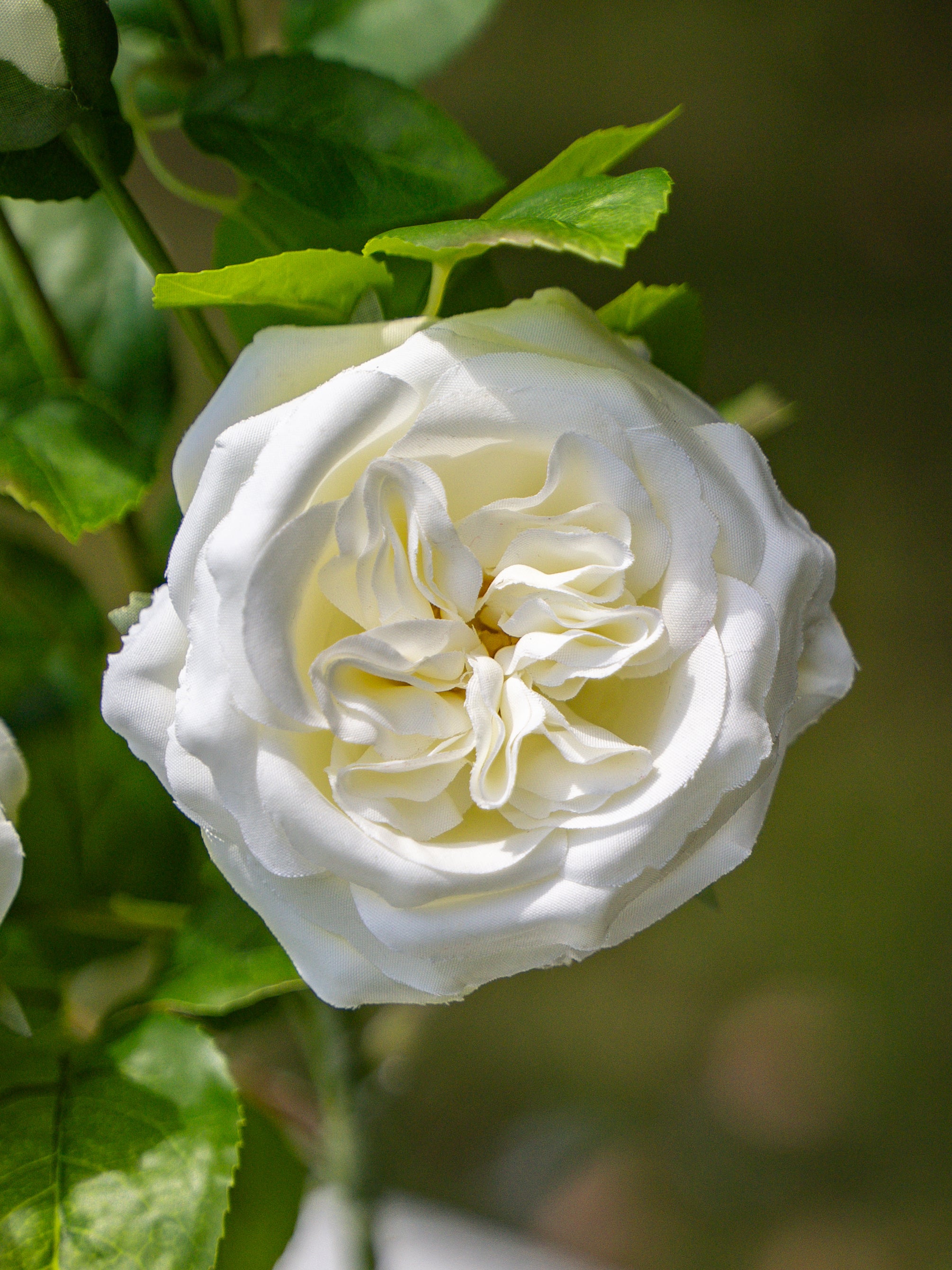 David Austin Spray Roses (White)-22&quot; Tall