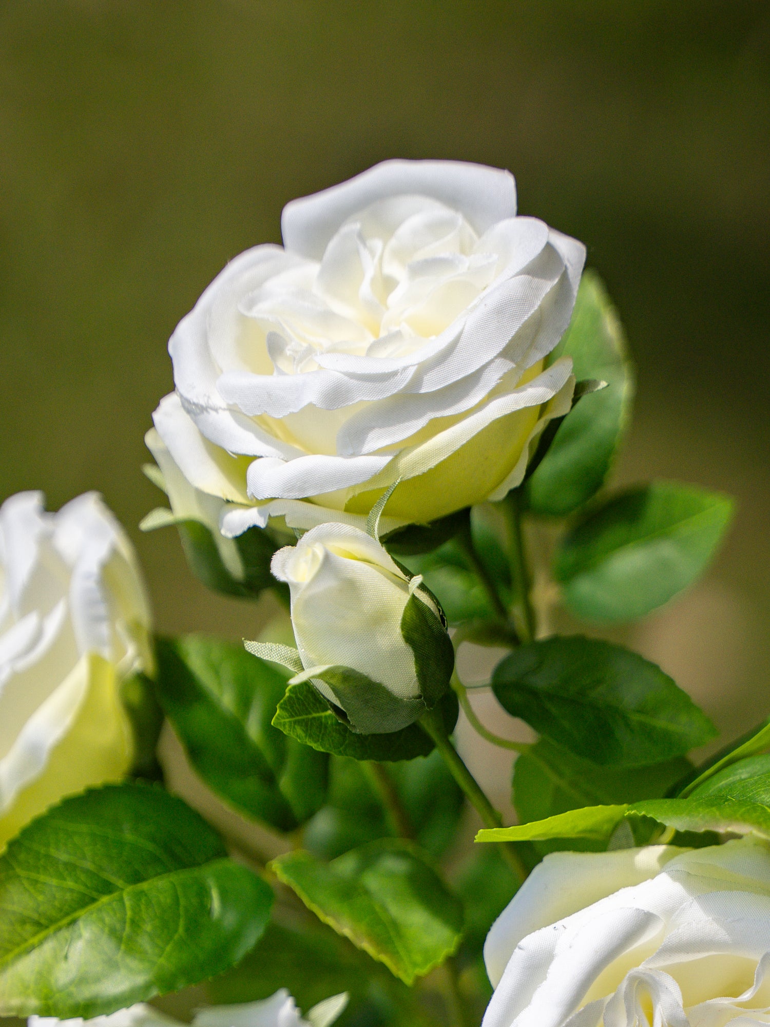 David Austin Spray Roses (White)-22&quot; Tall