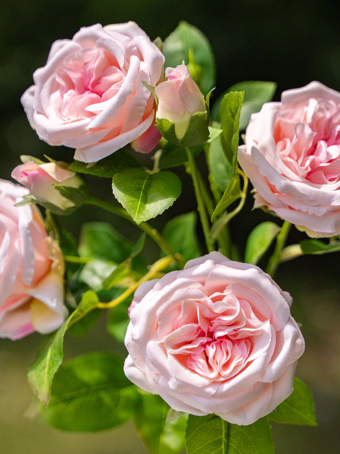 David Austin Spray Roses (Pink)-22" Tall