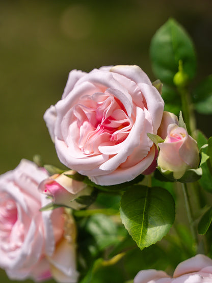 David Austin Spray Roses (Pink)-22&quot; Tall