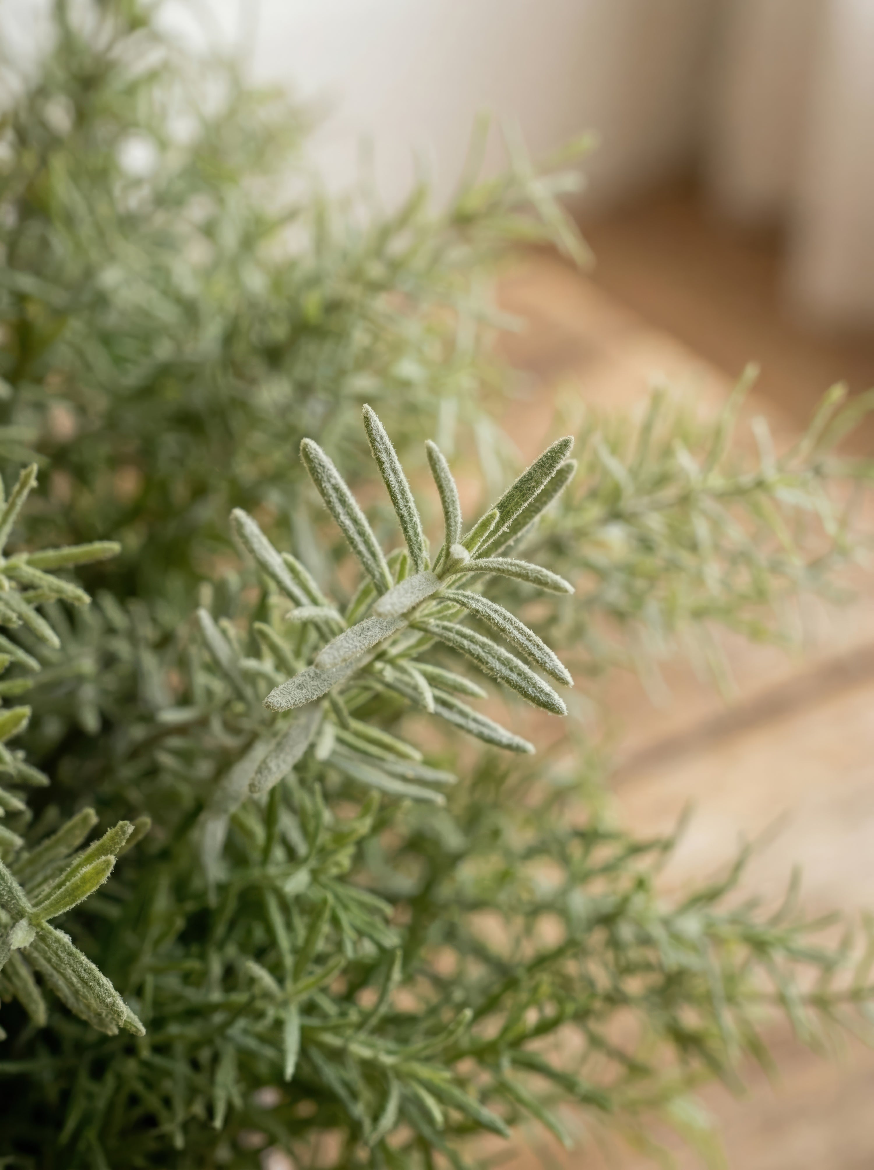 21.6" Artificial Asparagus Fern - Potted Greenery for Modern Minimalist Decor