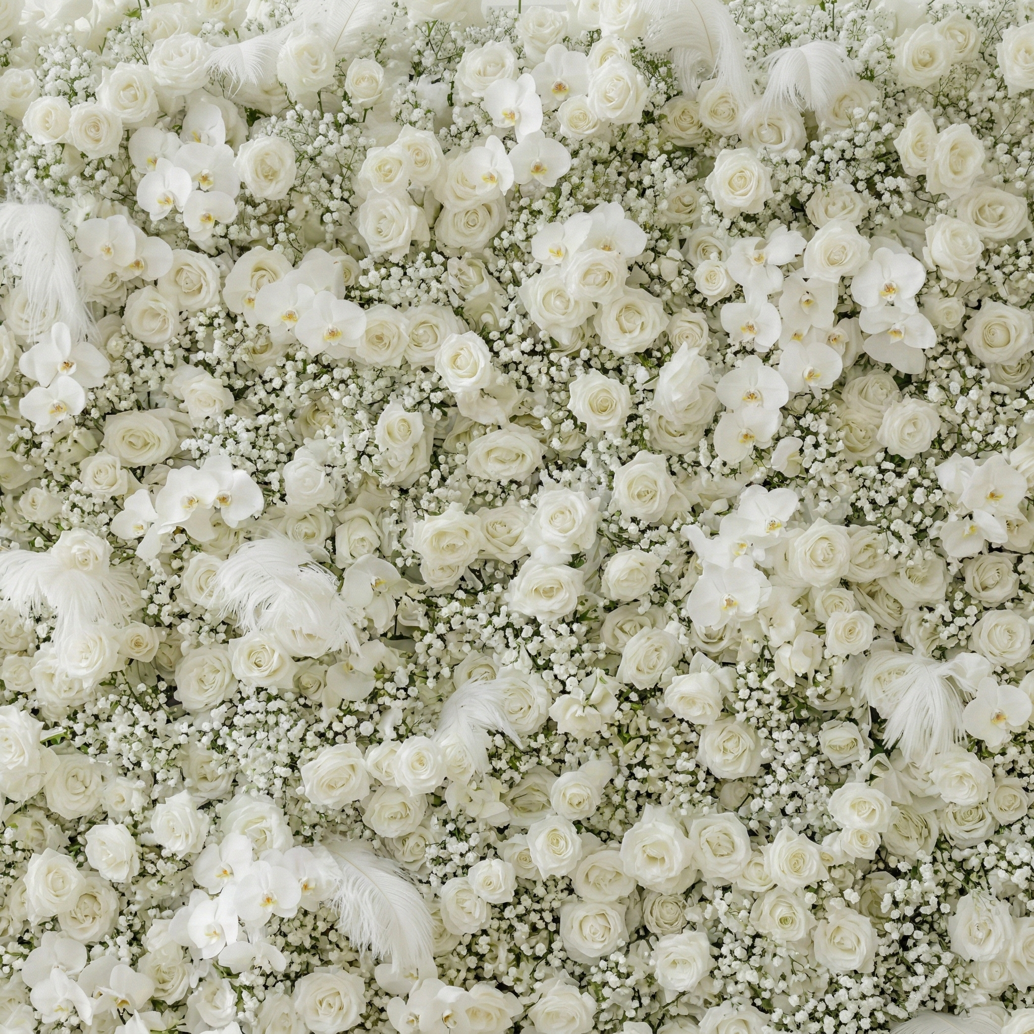 Lachlan: 5D Pure White Baby&