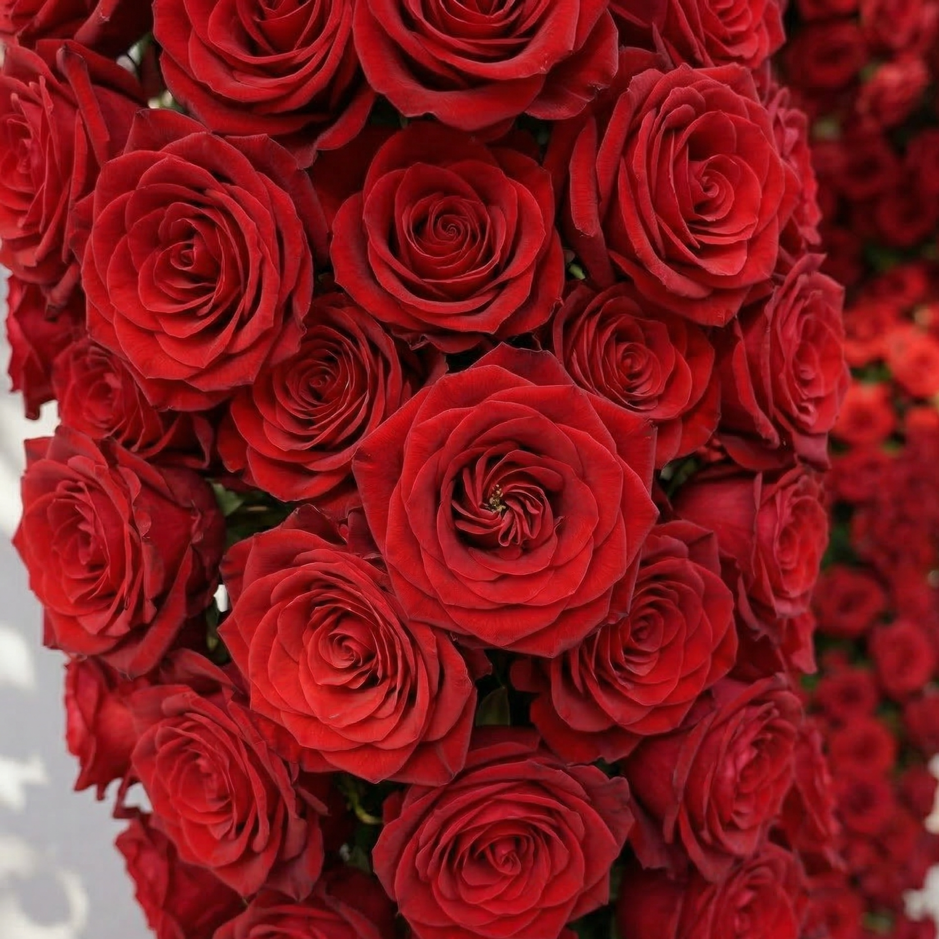 Nymera: Luxury Red Rose Heart Arch Decoration for Proposal and Valentine&