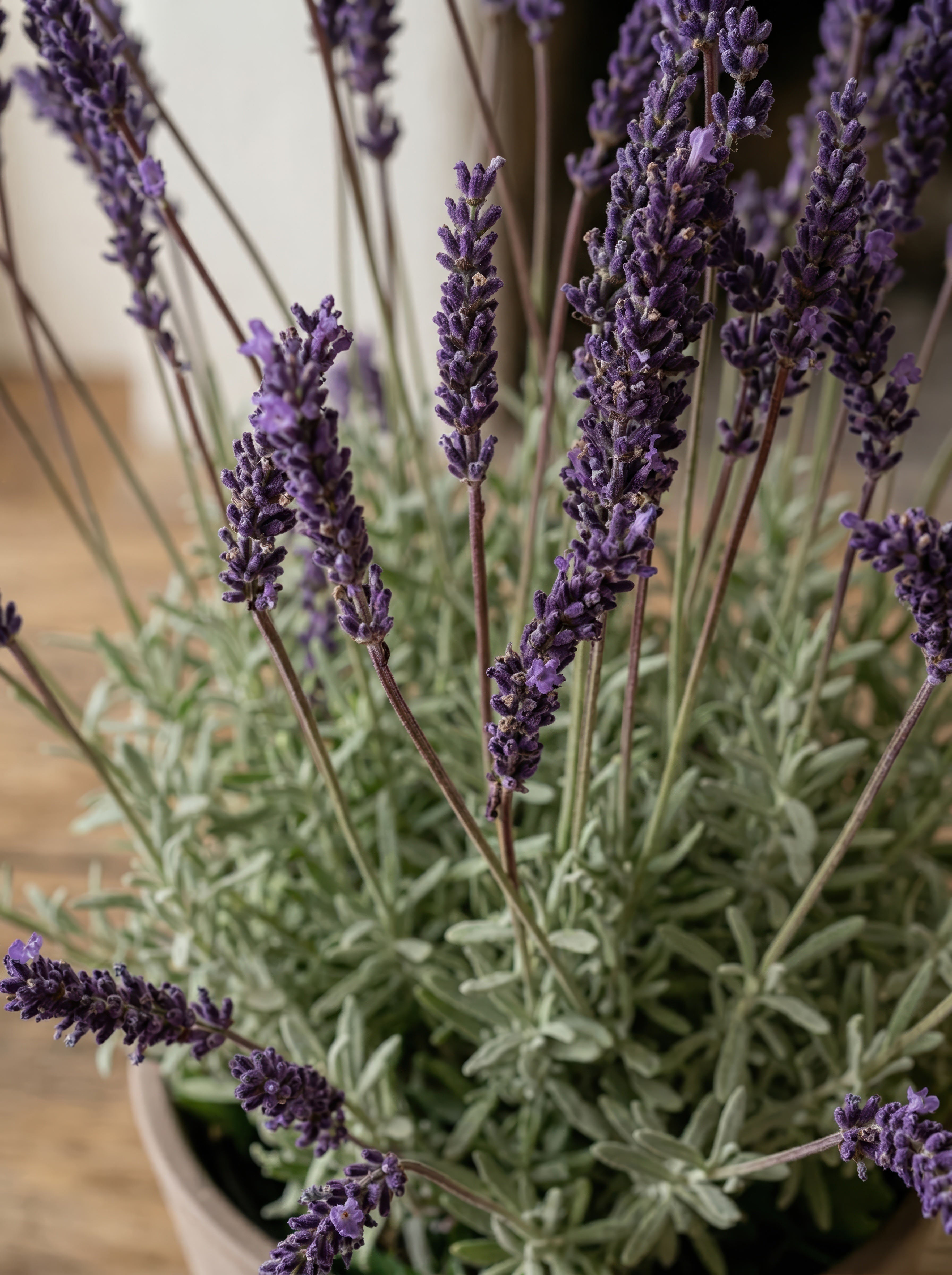 21.6" Artificial French Lavender Plant - Deep Purple Potted Greenery for Home Decor