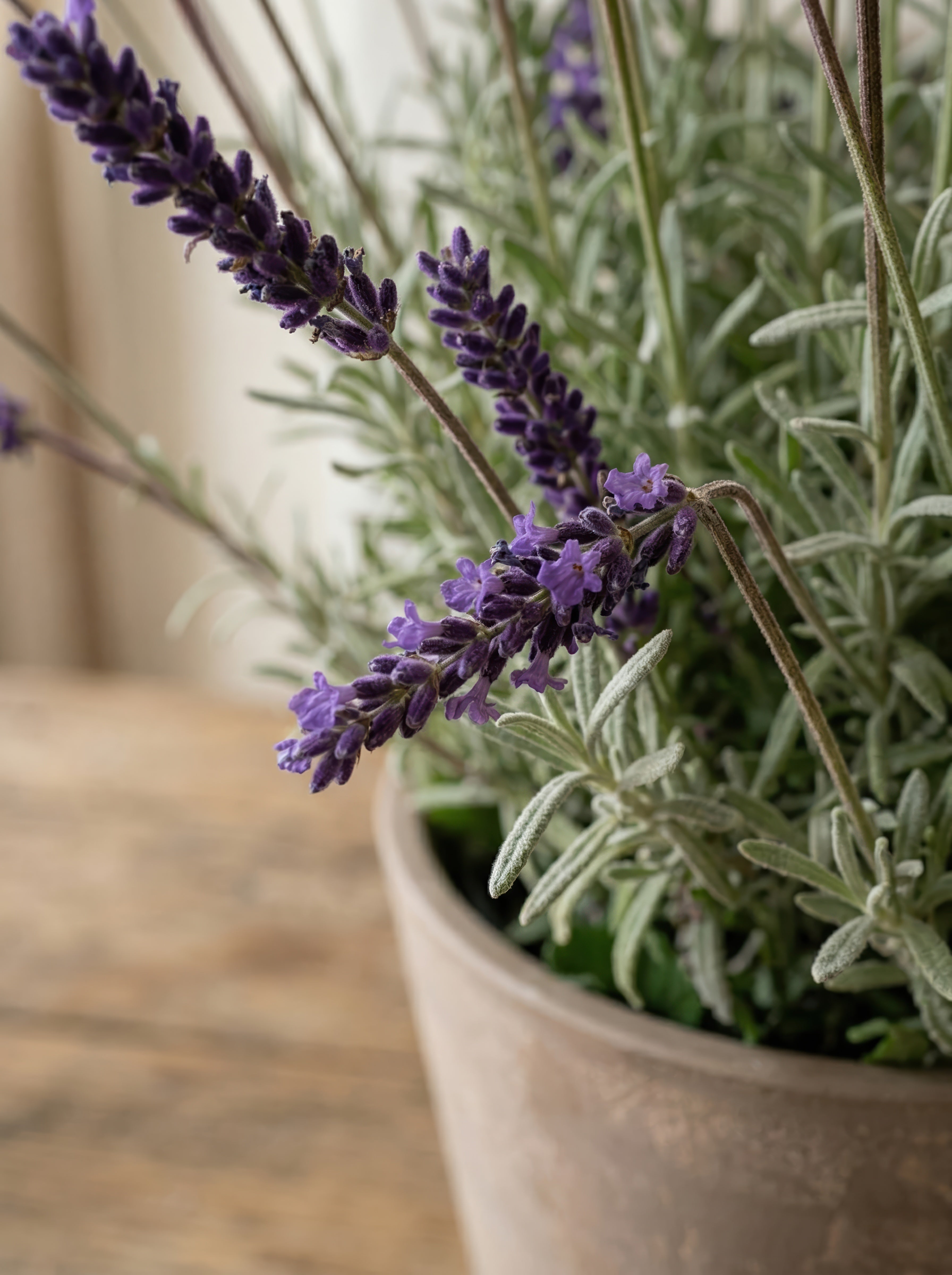 21.6" Artificial French Lavender Plant - Deep Purple Potted Greenery for Home Decor