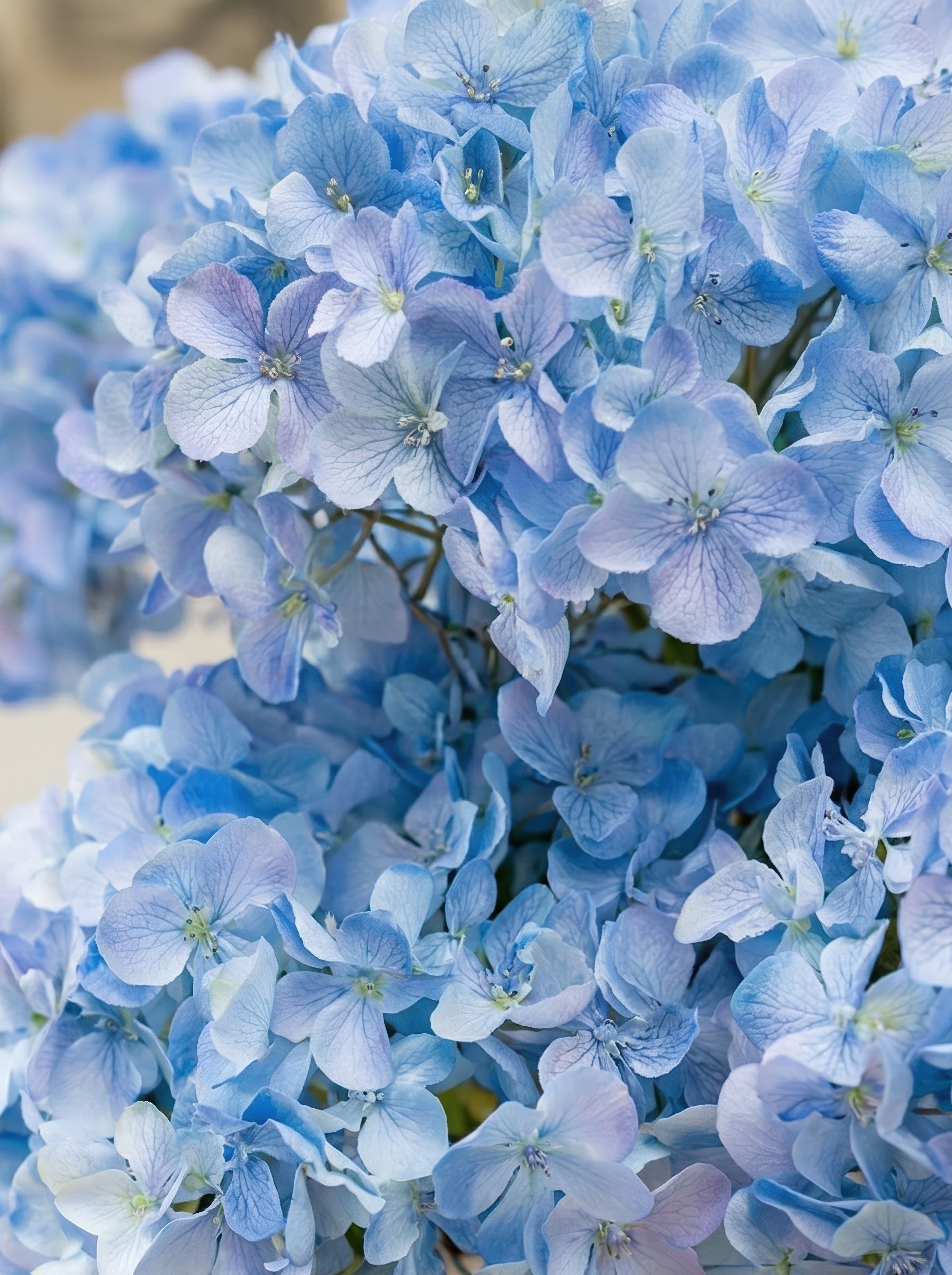 21.6" Artificial Blue Hydrangea Plant - Potted Floral Arrangement for French Home Decor