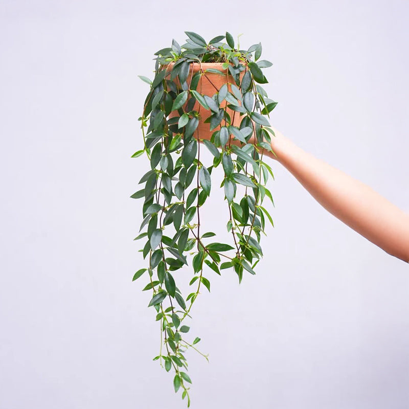 weeping hanging plants 12-inch Weeping Plant Desktop foliage plant for office spaces – Rose Morning