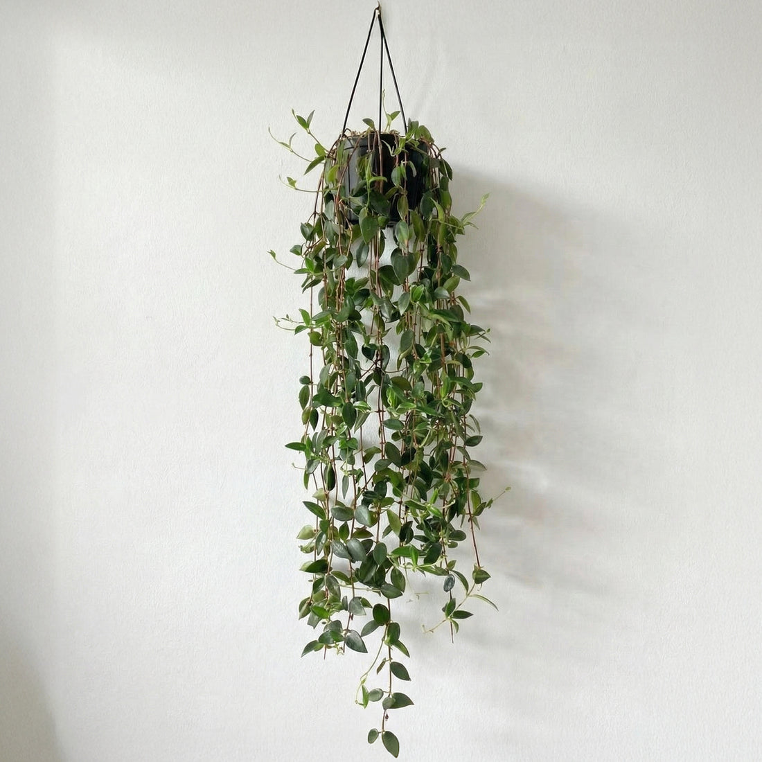 12-inch Weeping Plant Desktop foliage plant for office spaces
