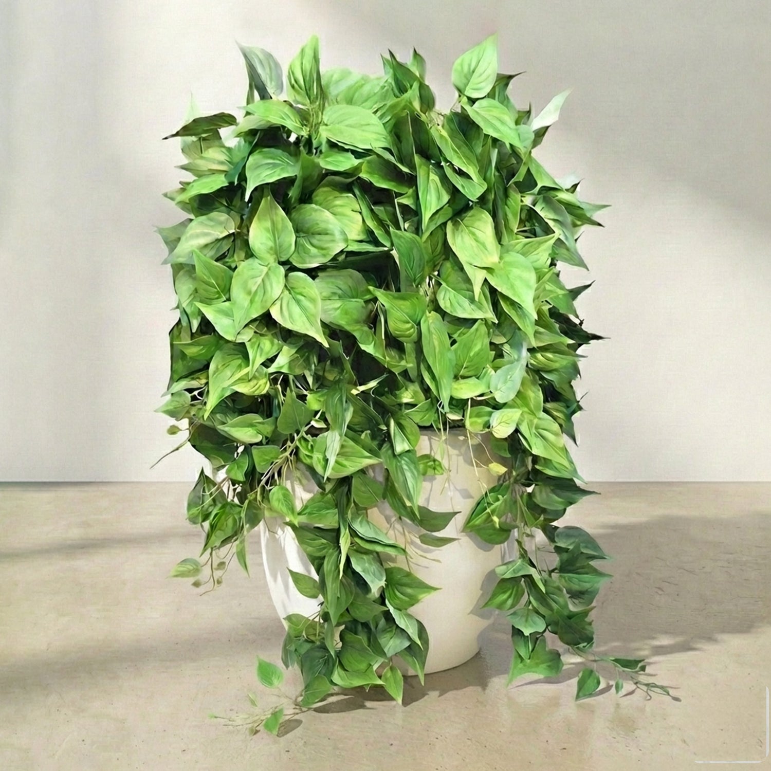 Indoor hanging plants for home decor: spider plants, wall-mounted pothos vines, and rattan leaves.